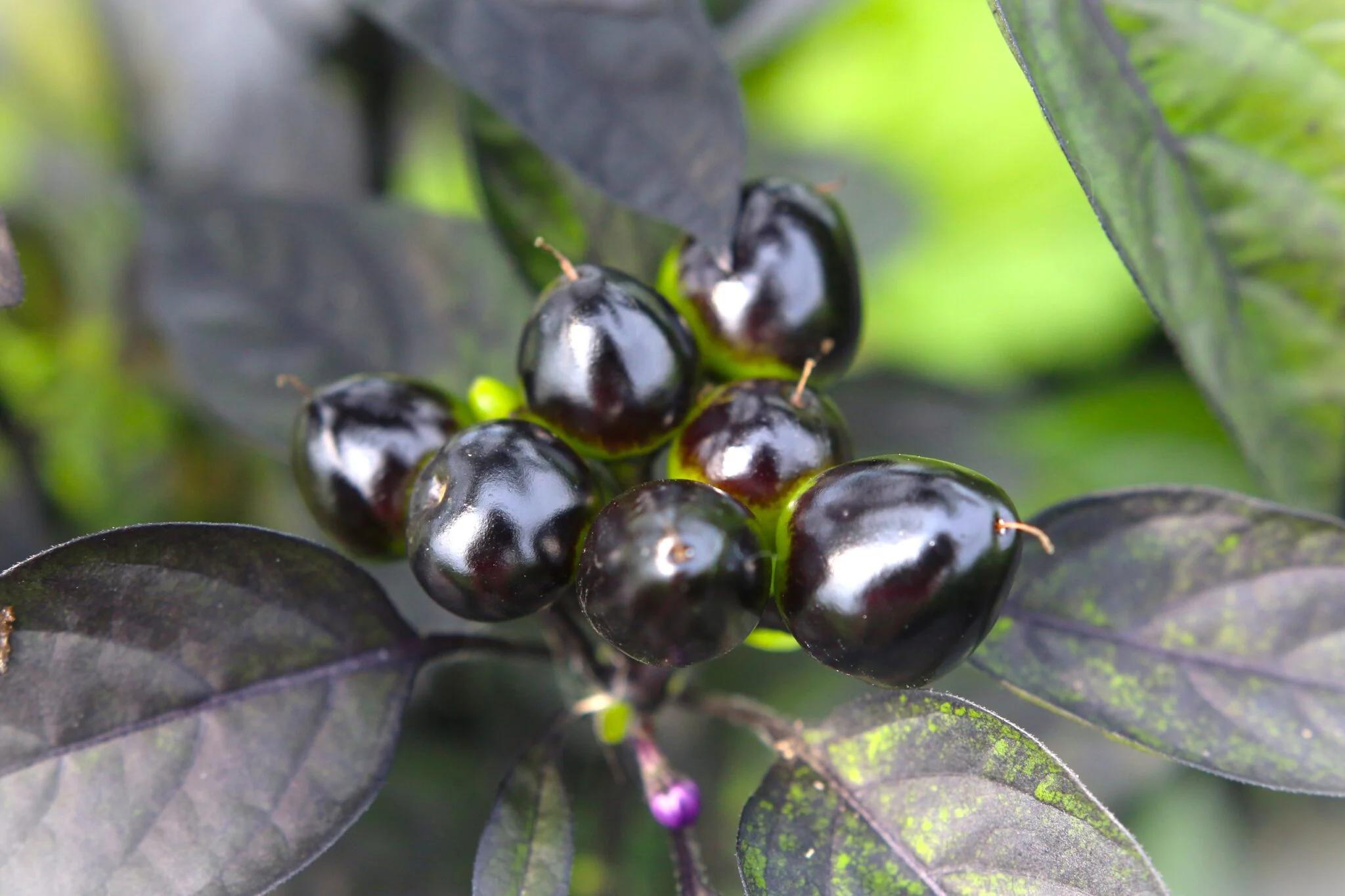 Royal Black fröer