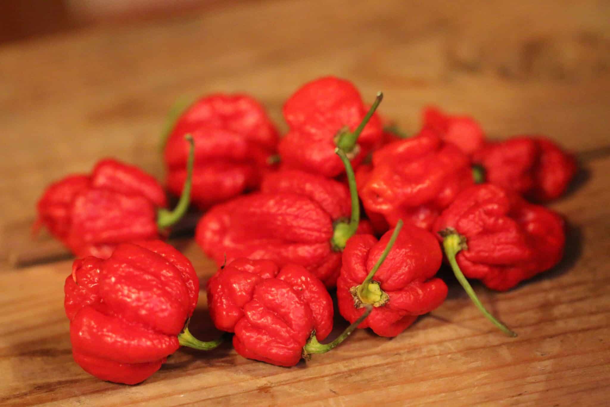 Carolina Reaper x Trinidad scorpion choclate (Capsicum chinense) fröer