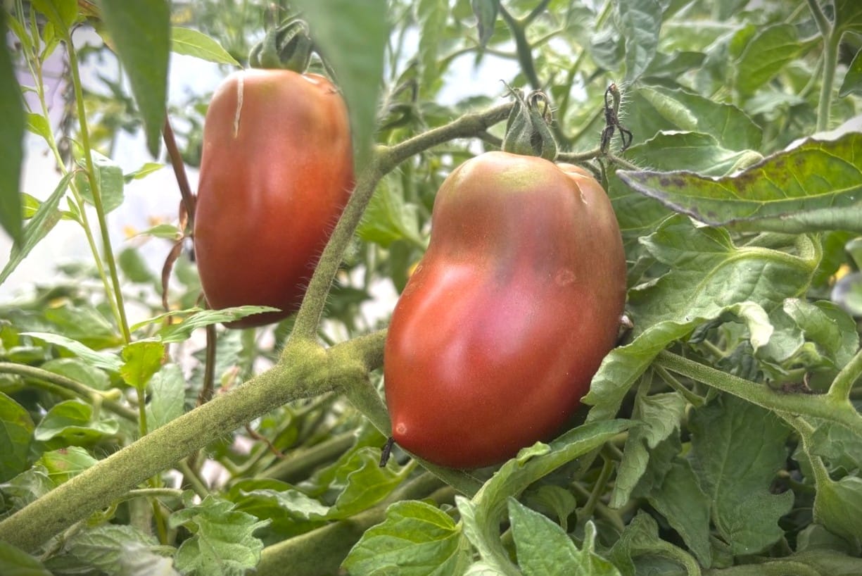 Almandine fröer