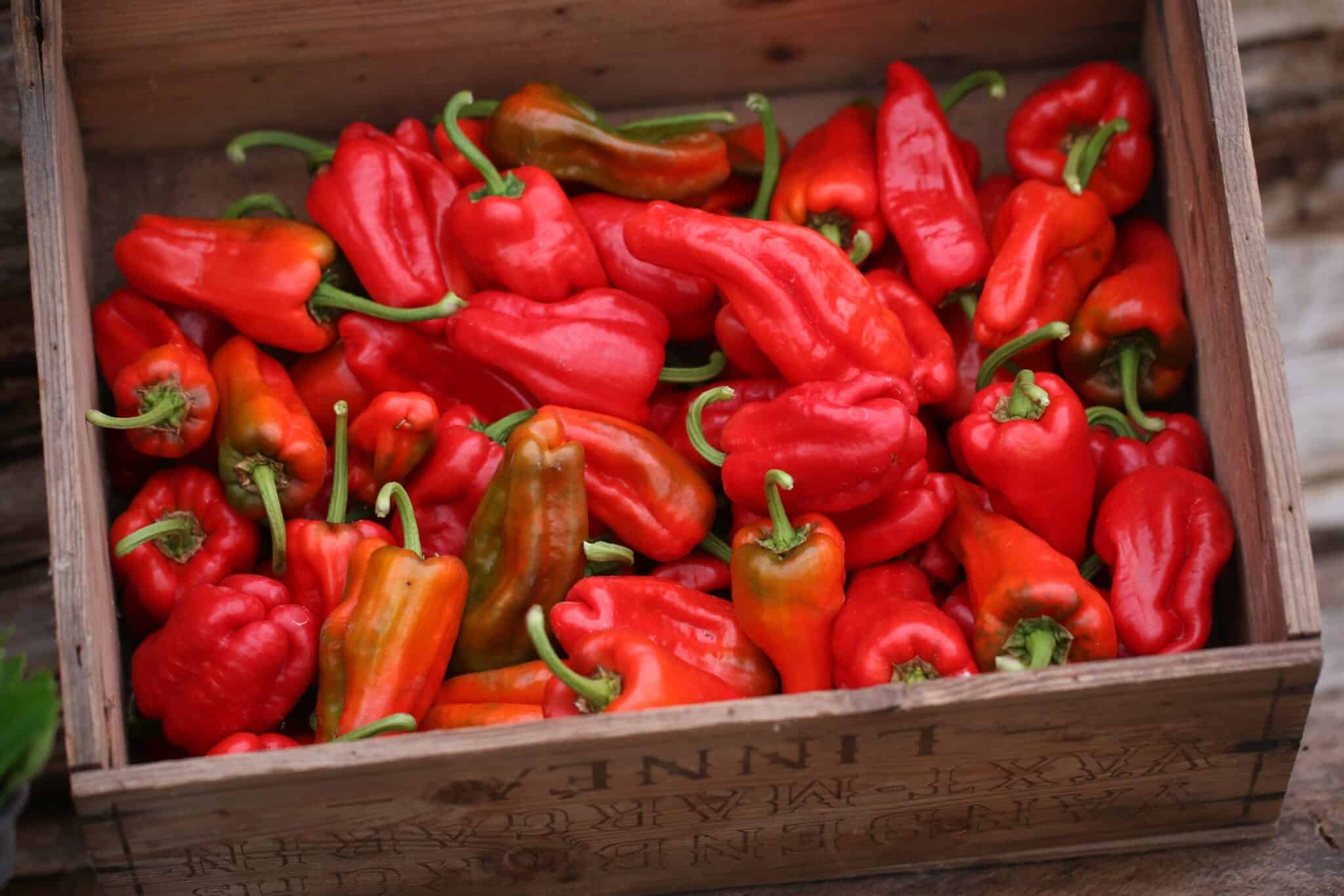 Pimiento de Padron fröer