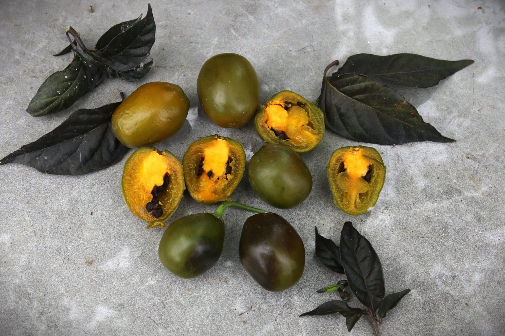 Rocoto Green Olive (Capsicum pubescens) fröer