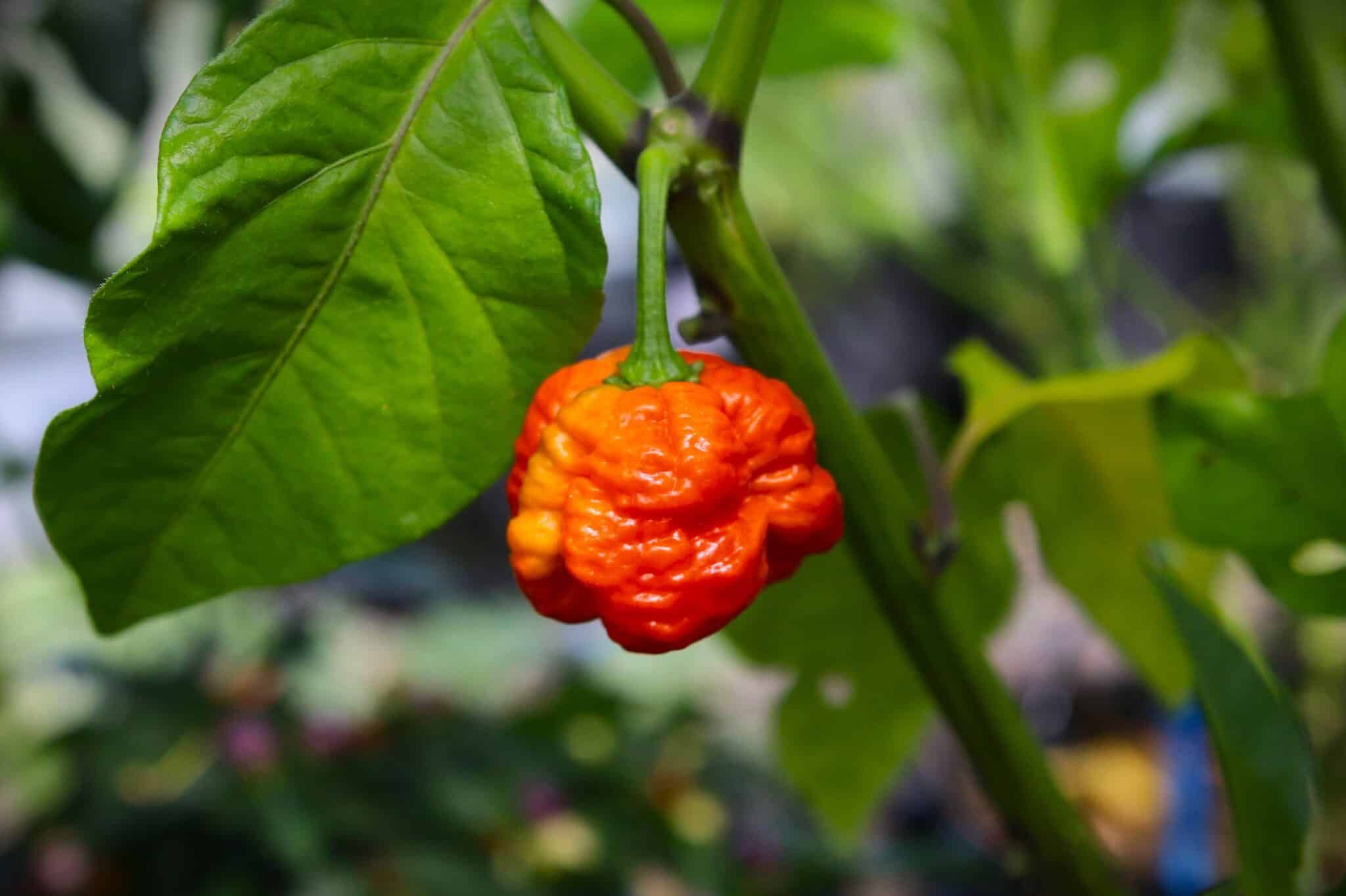 7 Pot Infinity (Capsicum chinense) - röd fröer