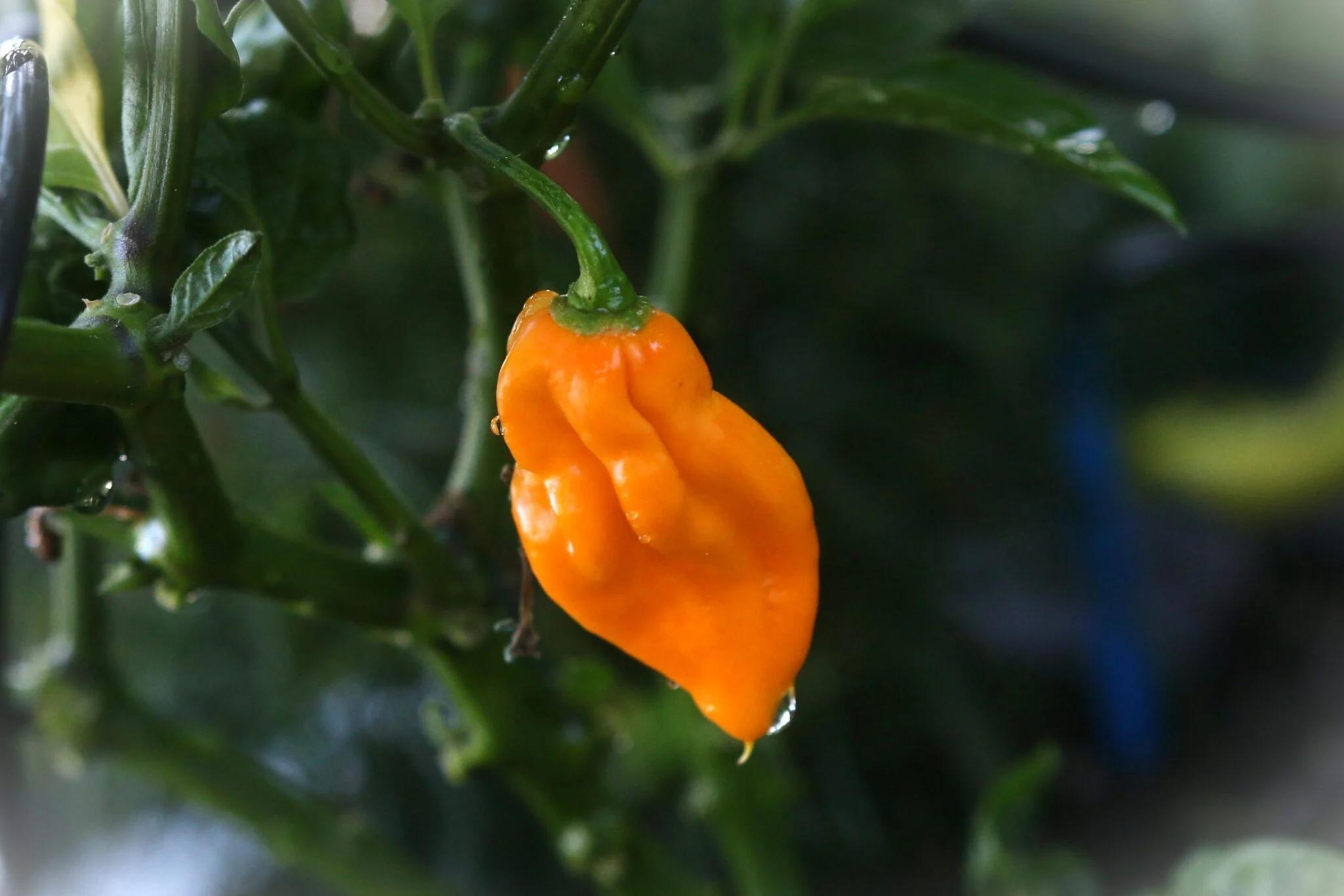 Devil´s Tongue Yellow (Capsicum annuum) - gul - Capsicum chinense fröer