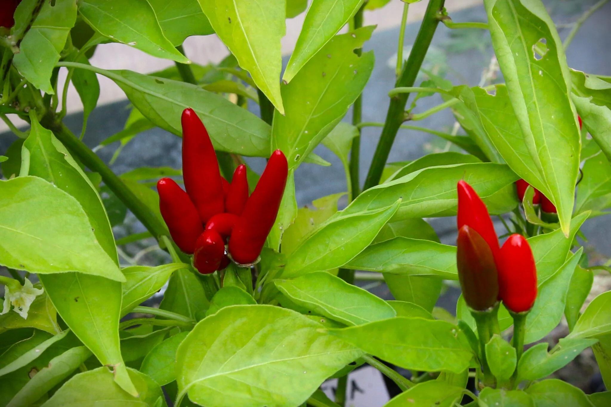 Etna - röd - Capsicum annuum fröer