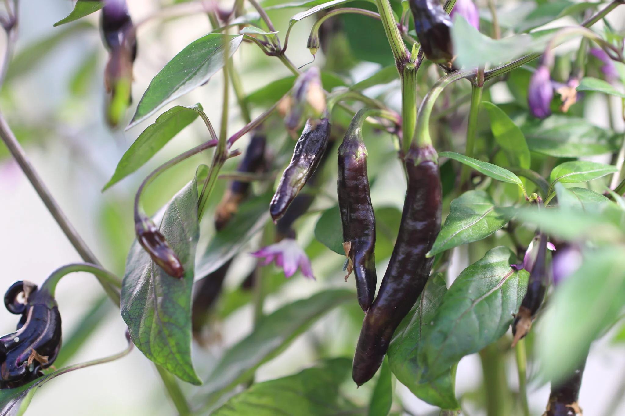 Dark Thai Italia (Capsicum annuum) - röd fröer