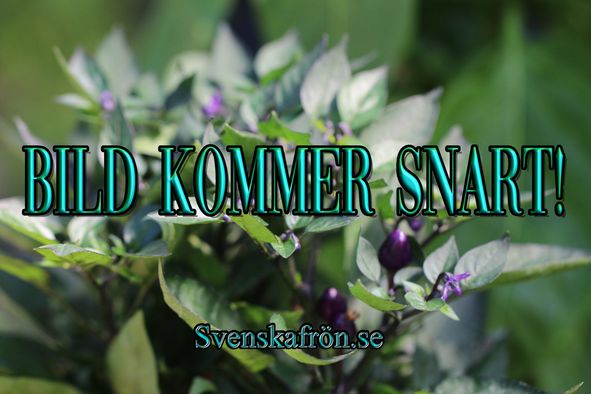 Bondböna 'Windsor Bialy' fröer