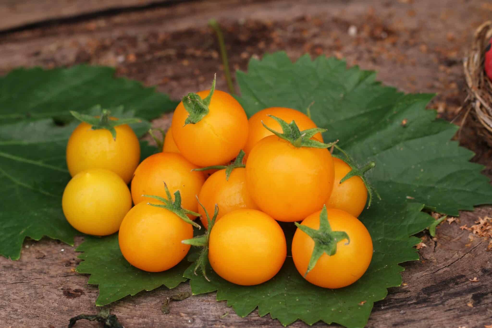 Gold Nugget/ Yellow Cherry fröer