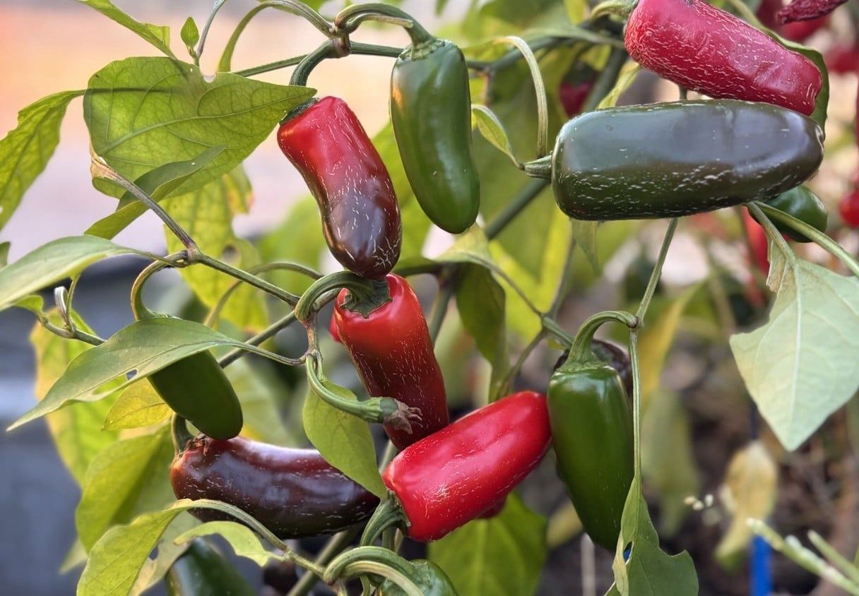 Jalapeno M (Capsicum annuum) fröer