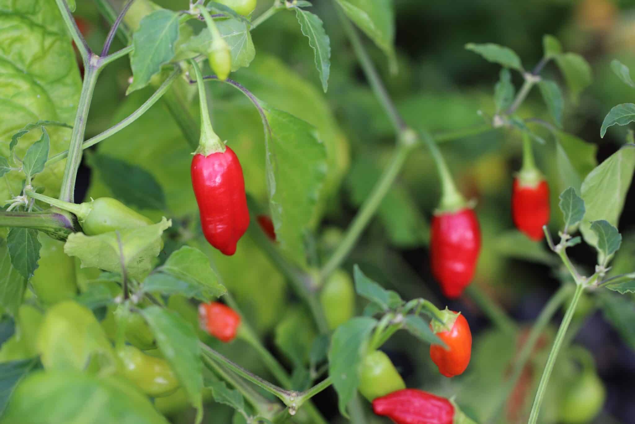 Aji Benito (Capsicum baccatum) - röd fröer