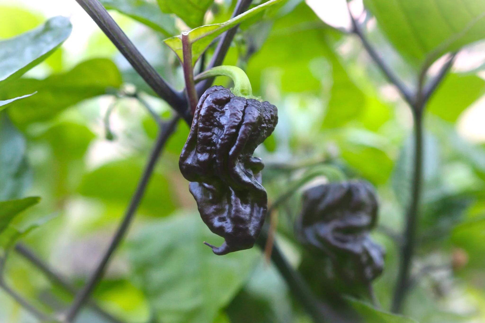 7 pot Purple fröer