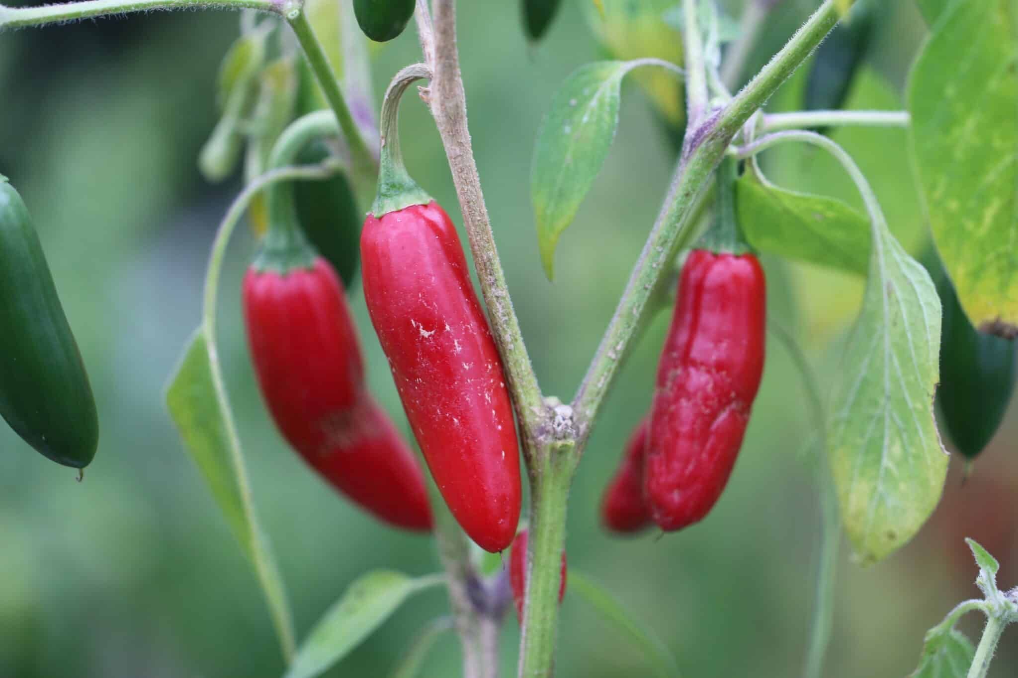 Sport Pepper fröer