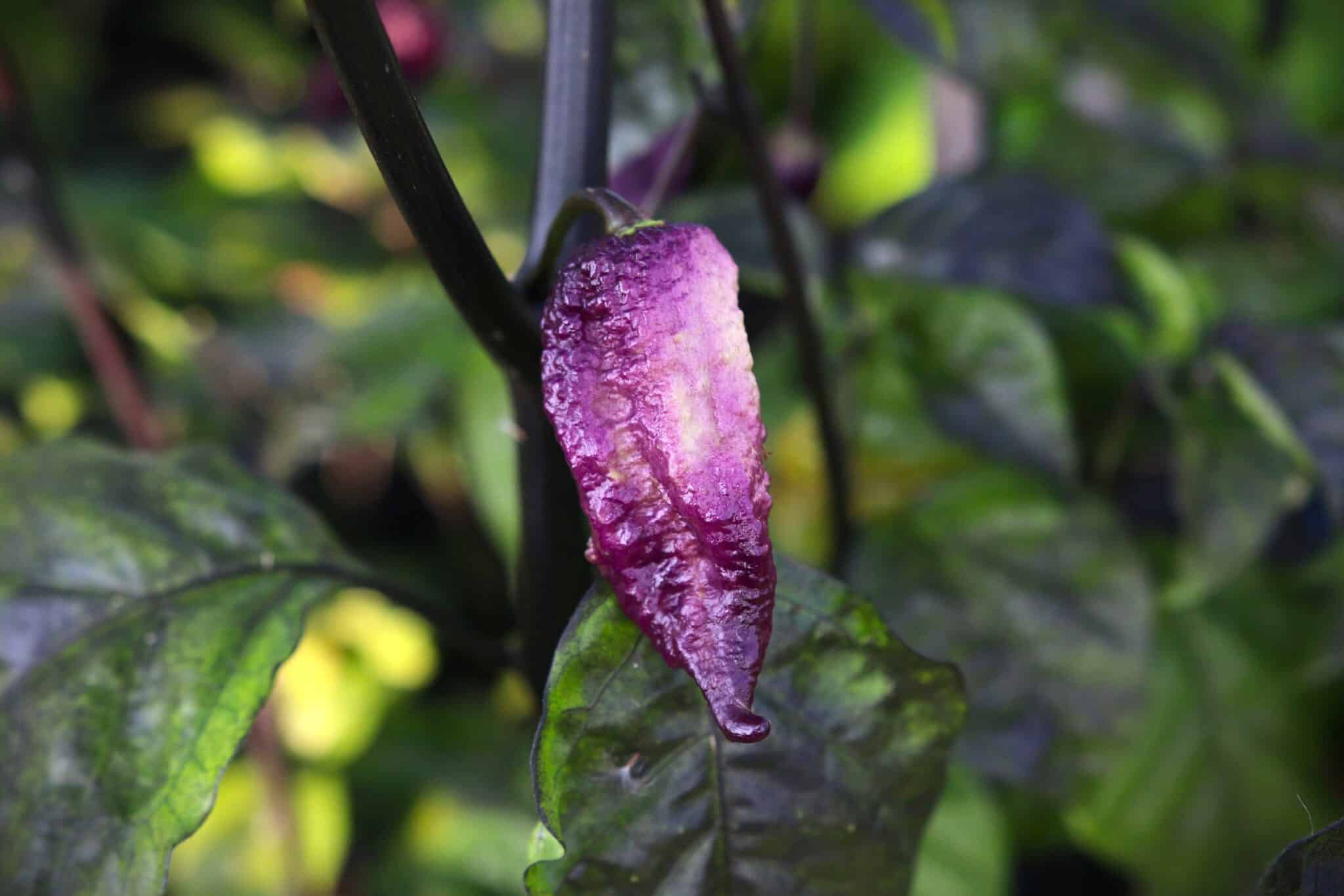 Faddas Boar Claws Purple (Capsicum pubescens) - lila-rod - Capsicum chinense fröer