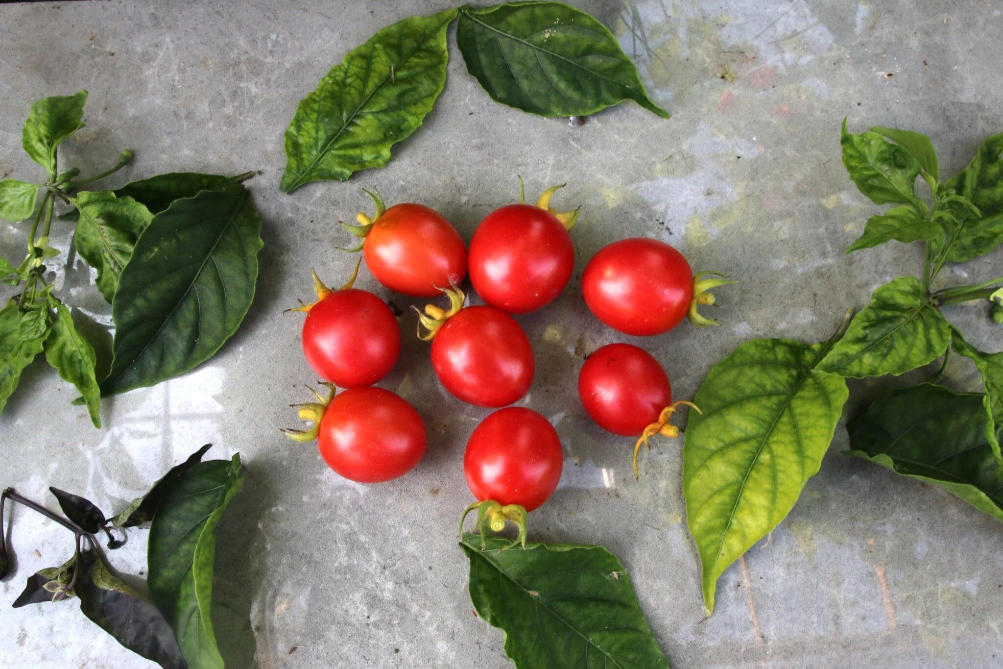 Klostertomate aus Vallerone - indeterminatetomat fröer