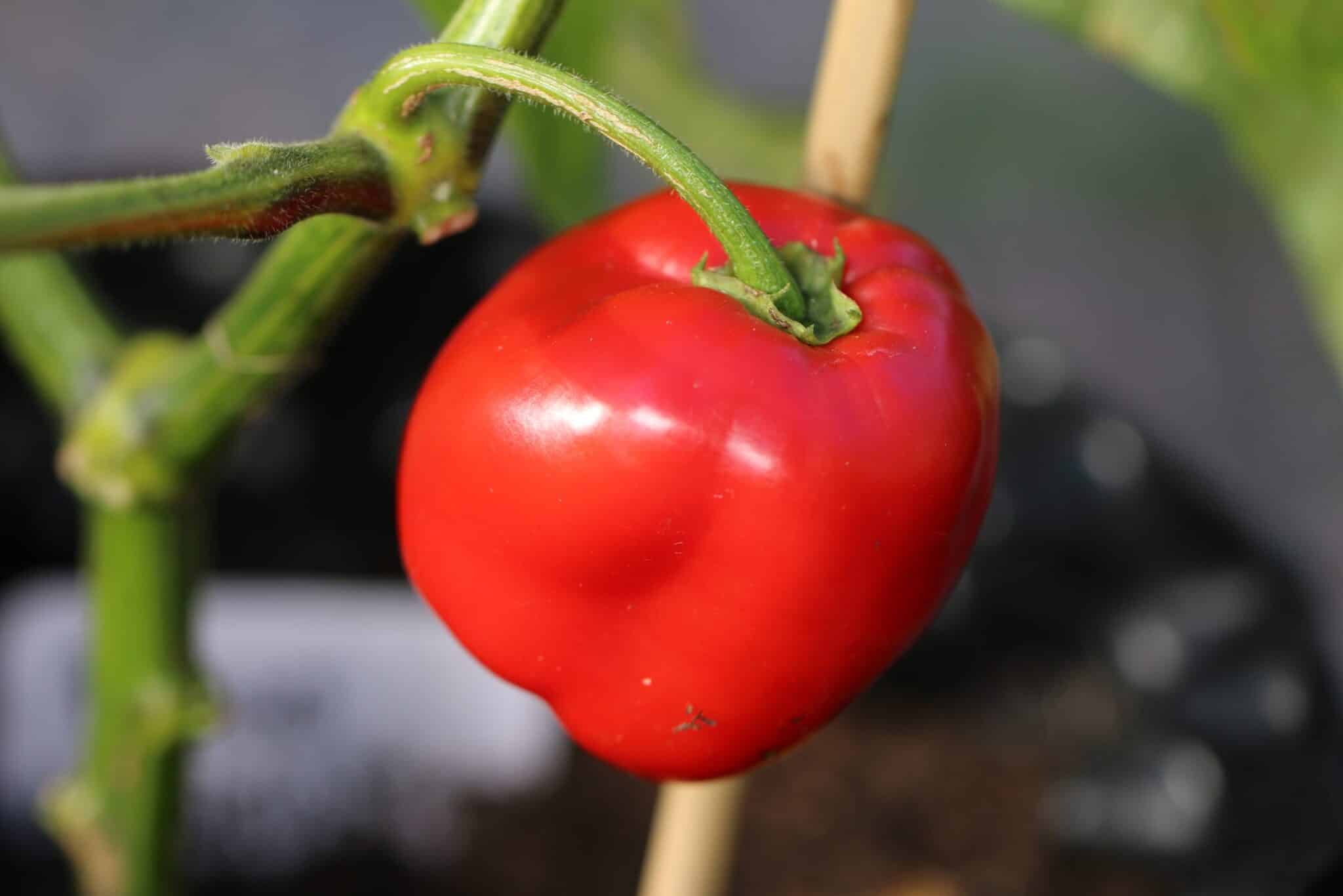 Rocoto Giant (Capsicum pubescens) fröer