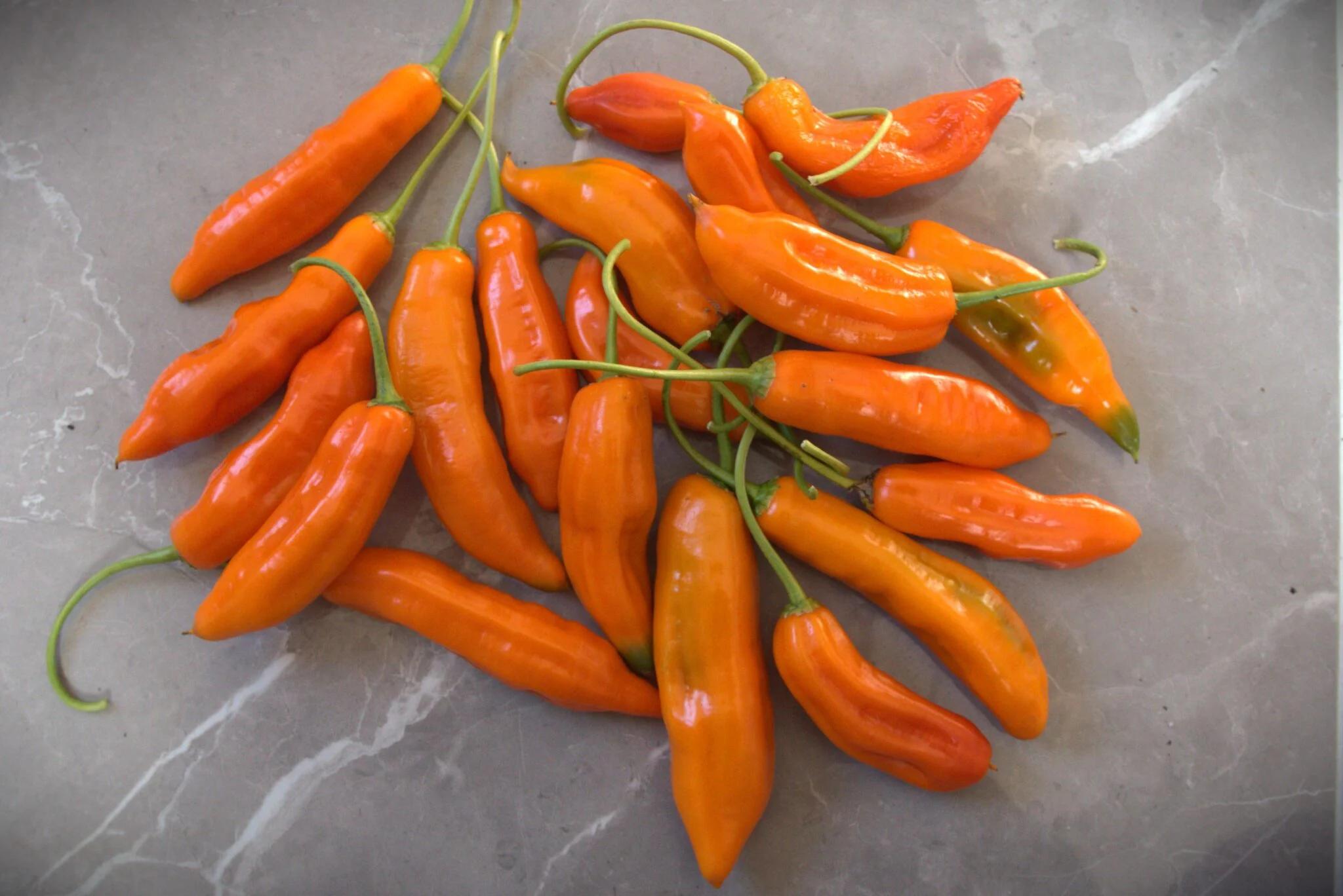 Aji Amarillo (Capsicum baccatum) fröer