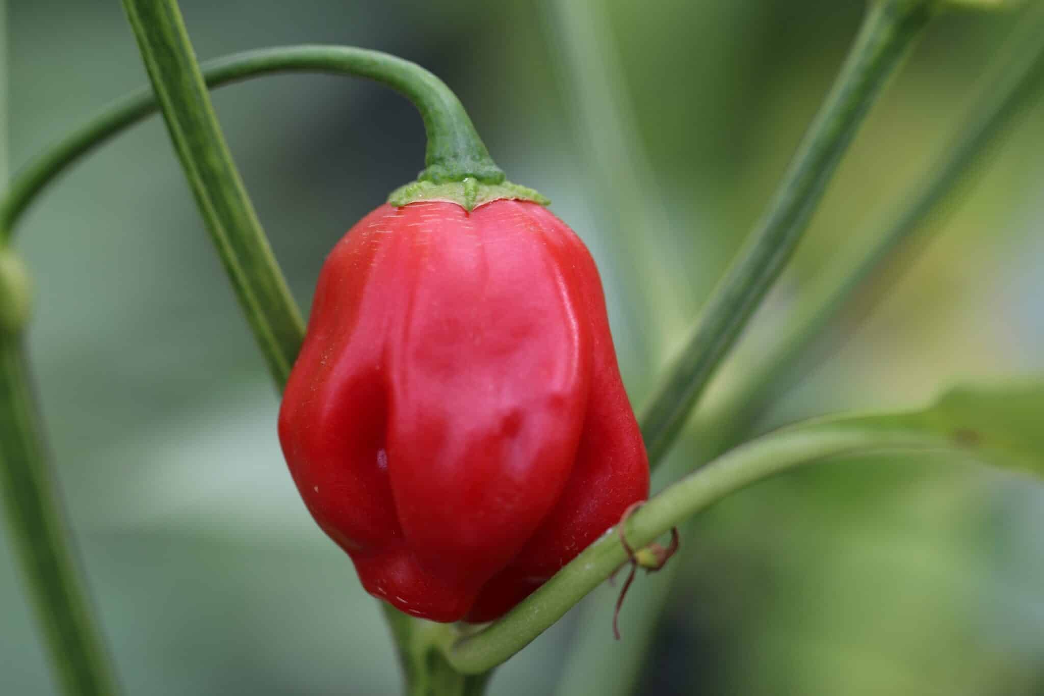 Champion (Capsicum baccatum) - gul-röd fröer