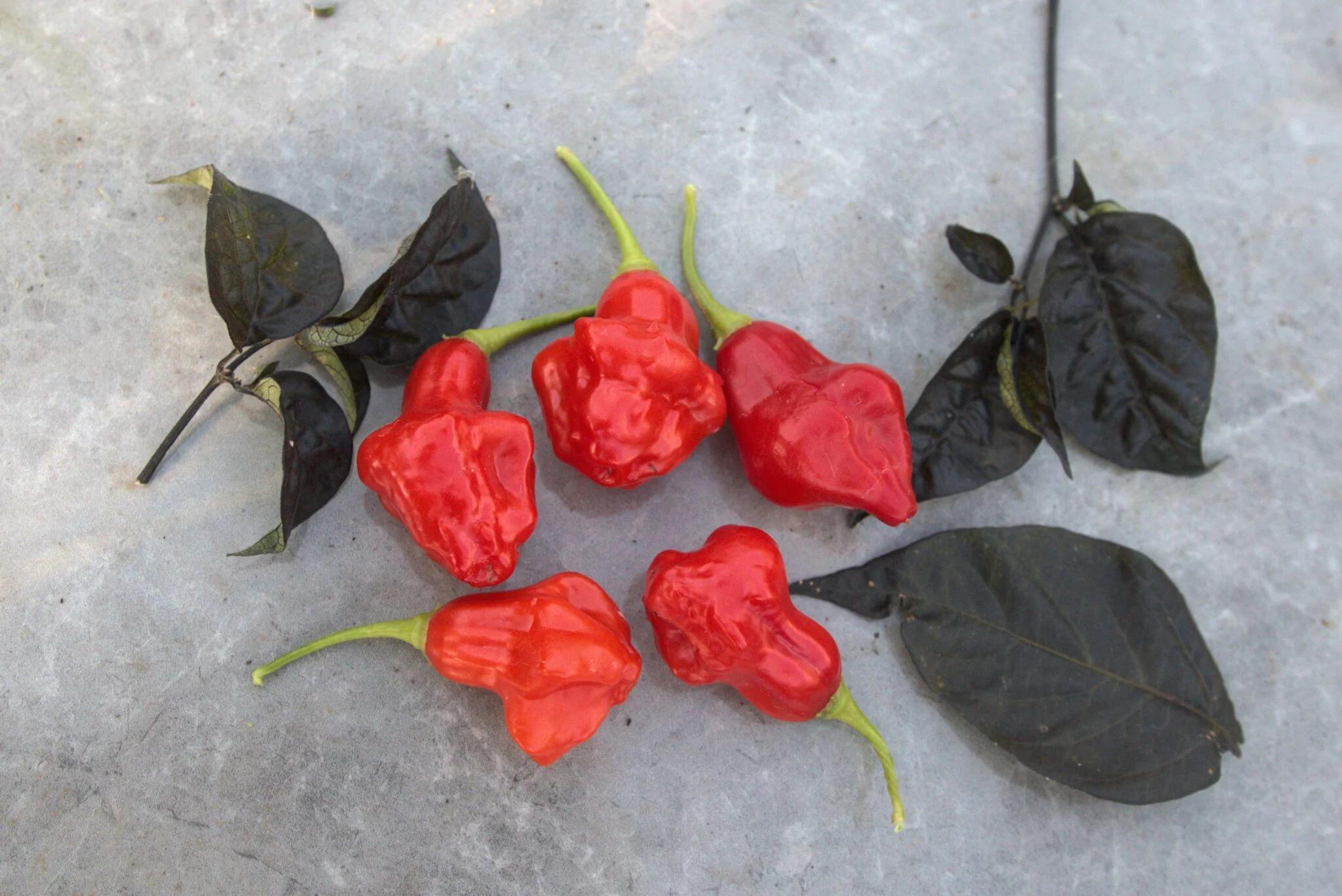 Aji Fantasy Red fröer