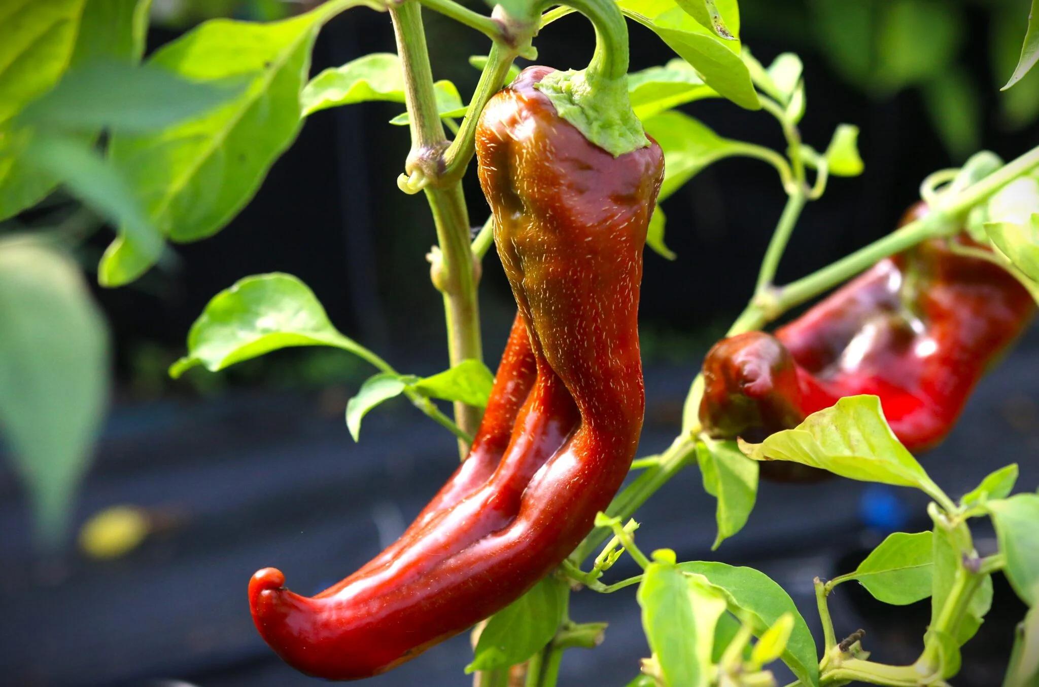 Goat Horn (Capsicum annuum) fröer