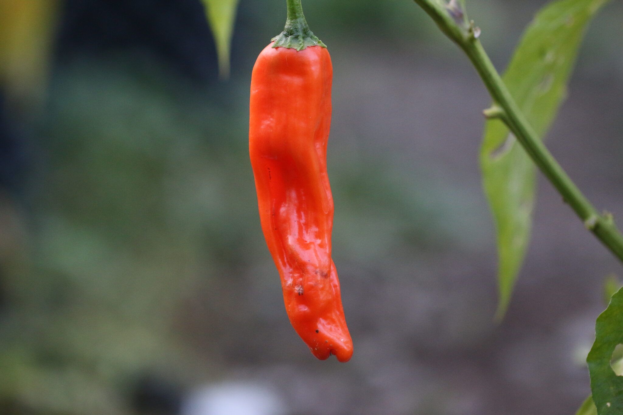 Peter Pepper Orange fröer