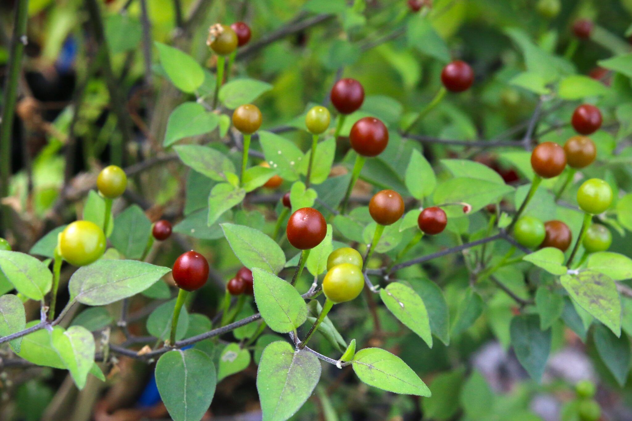 Cappuccino Chiltepin (Capsicum annuum var. glabriusculum) fröer