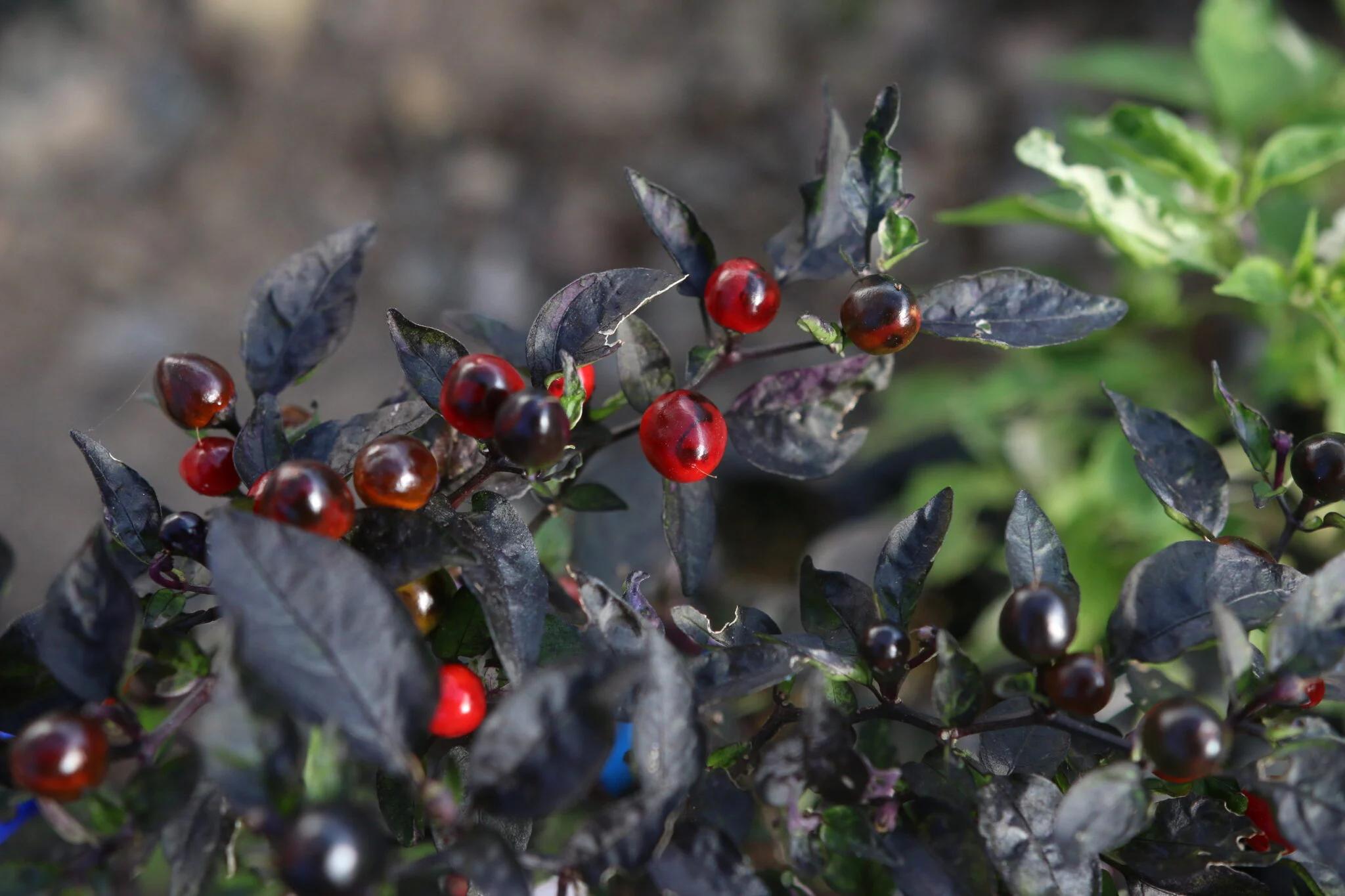 Psychedelic Black Pearl (Capsicum annuum) - röd fröer
