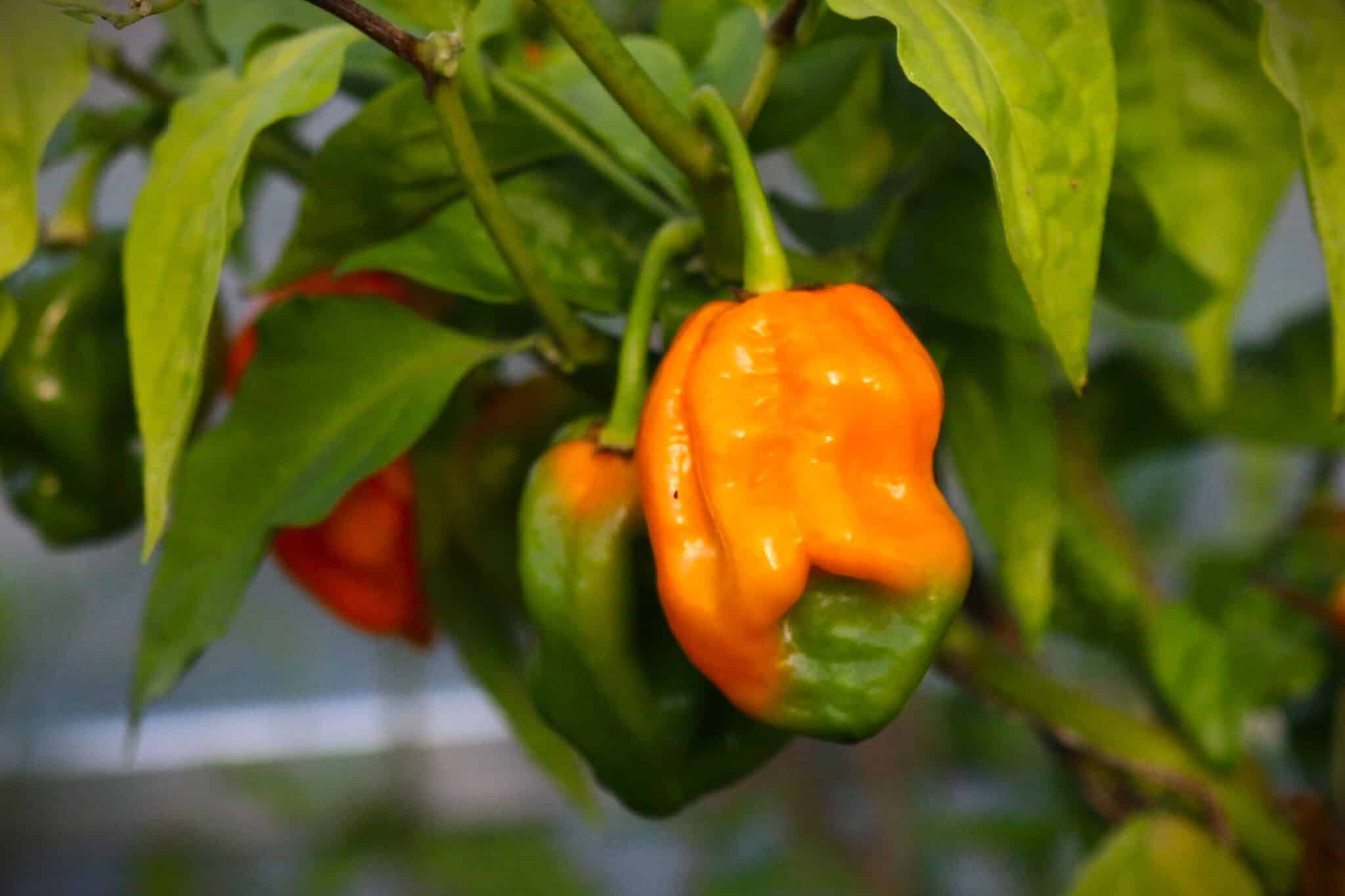 Habanero Big Sun (Capsicum chinense) - orange fröer