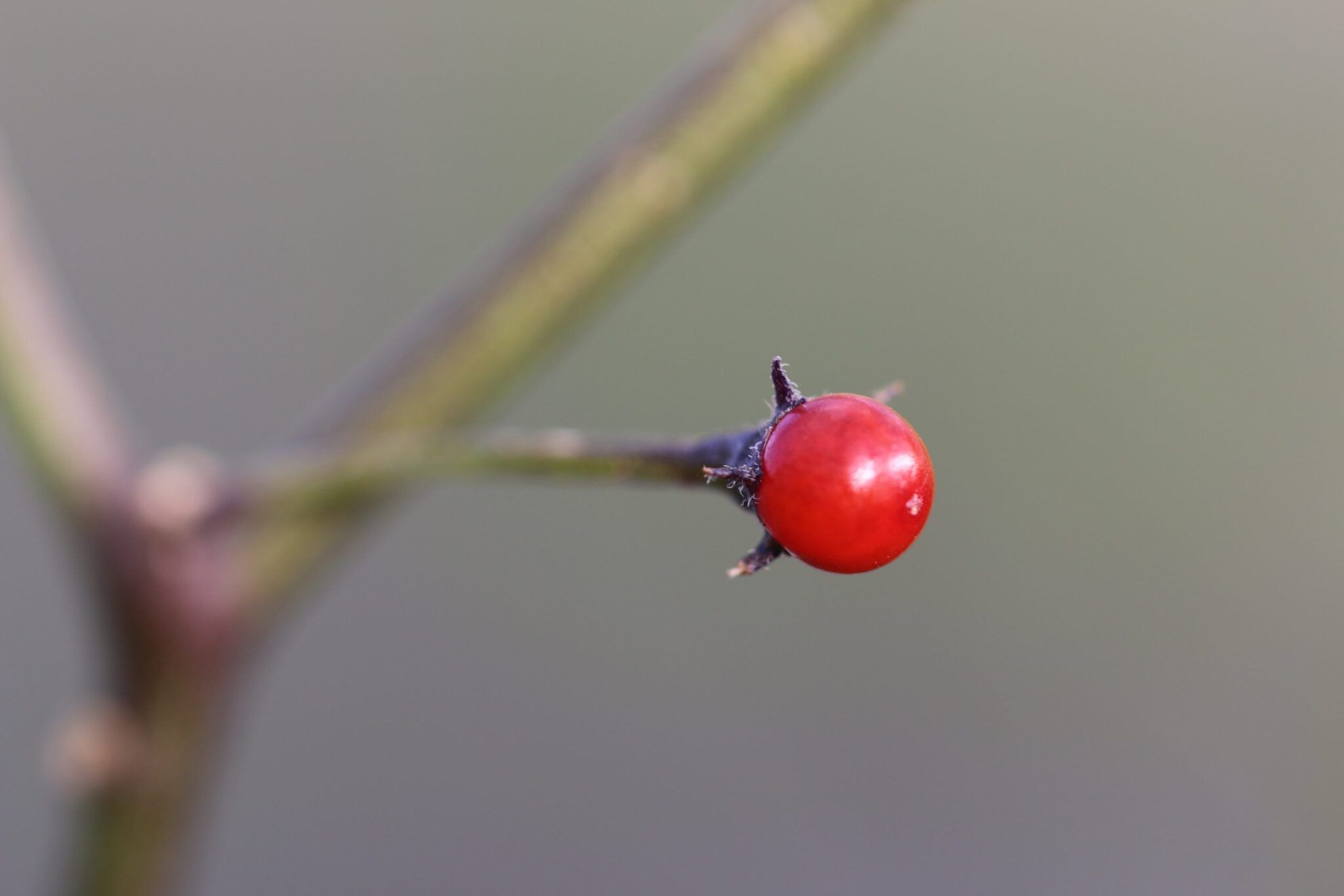 Capsicum Eximium fröer