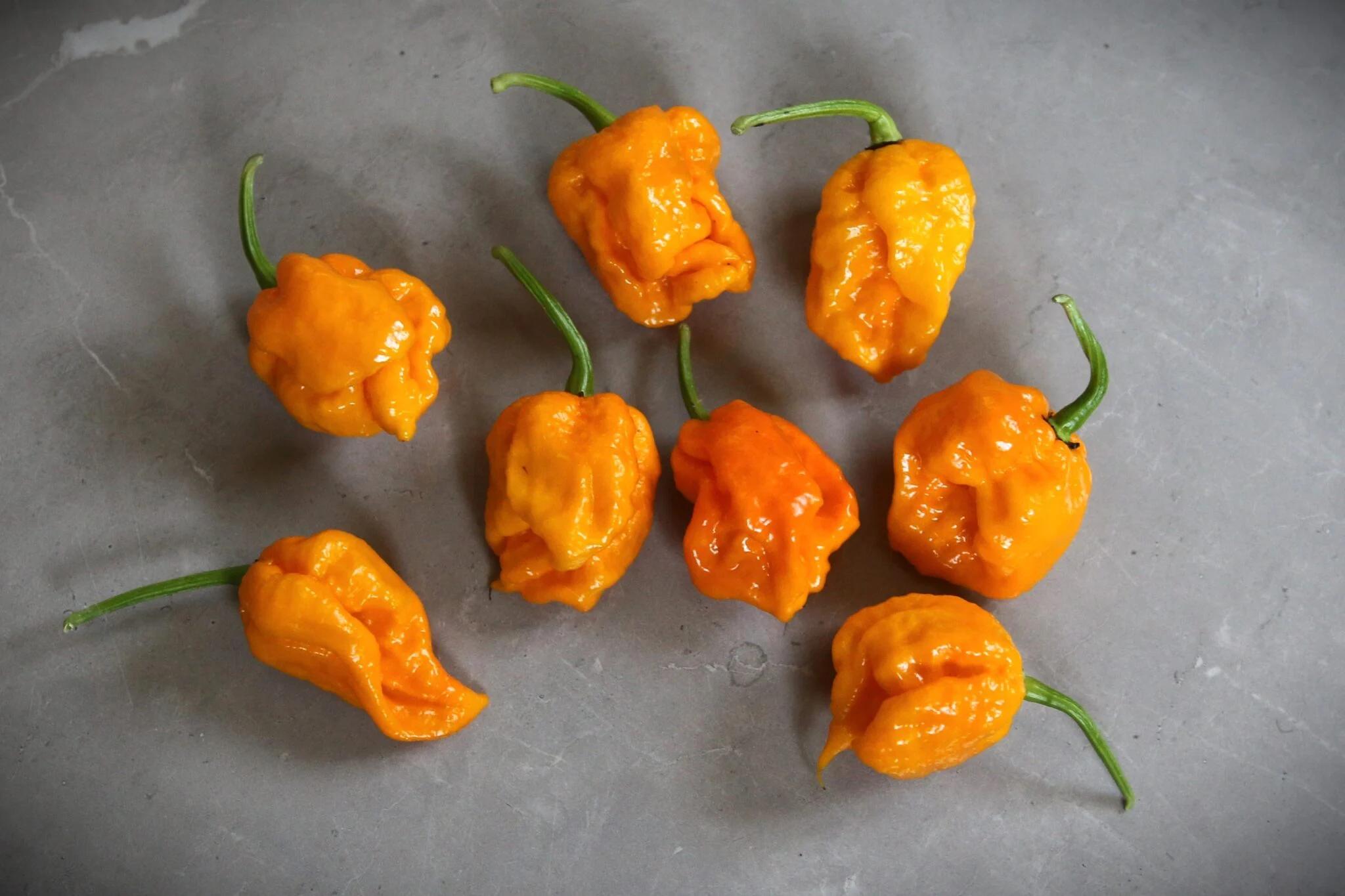 7 Pot Yellow fröer