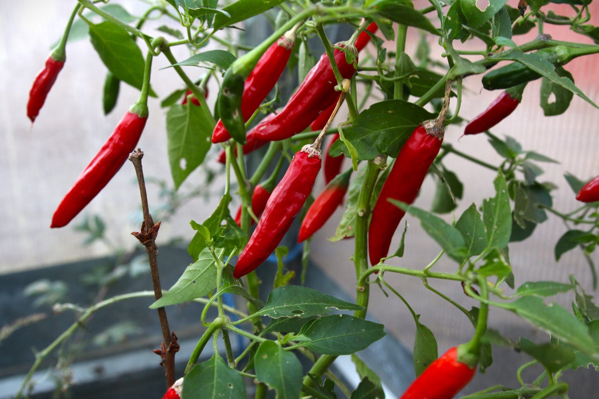 Kashmiri (Capsicum annuum) fröer