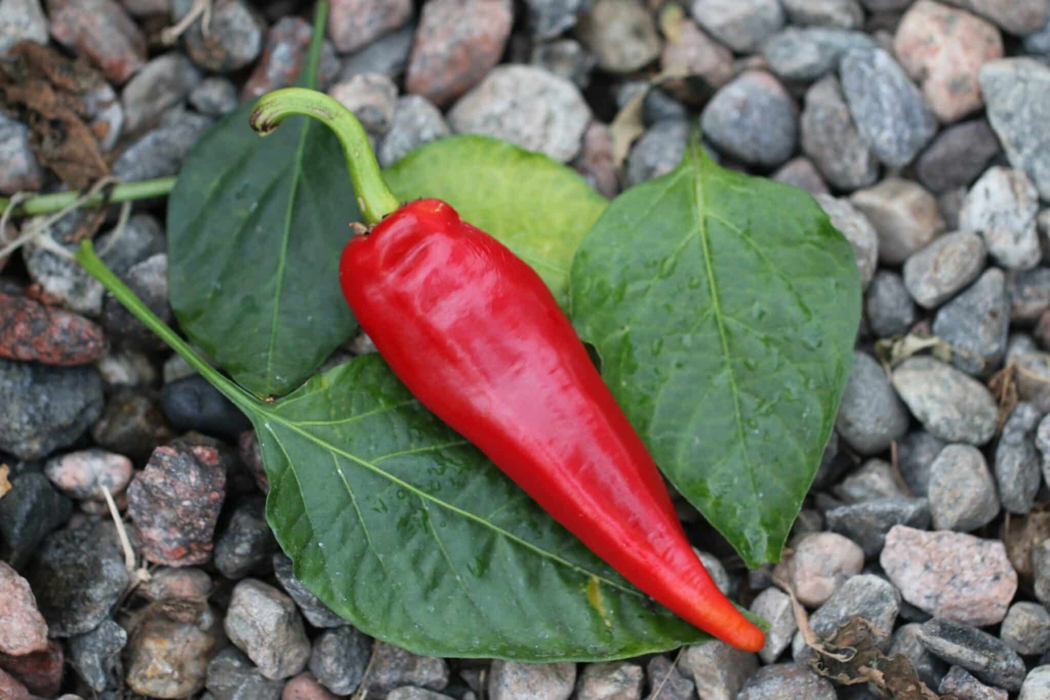 Cornaletto da Appendere (Capsicum annuum) fröer