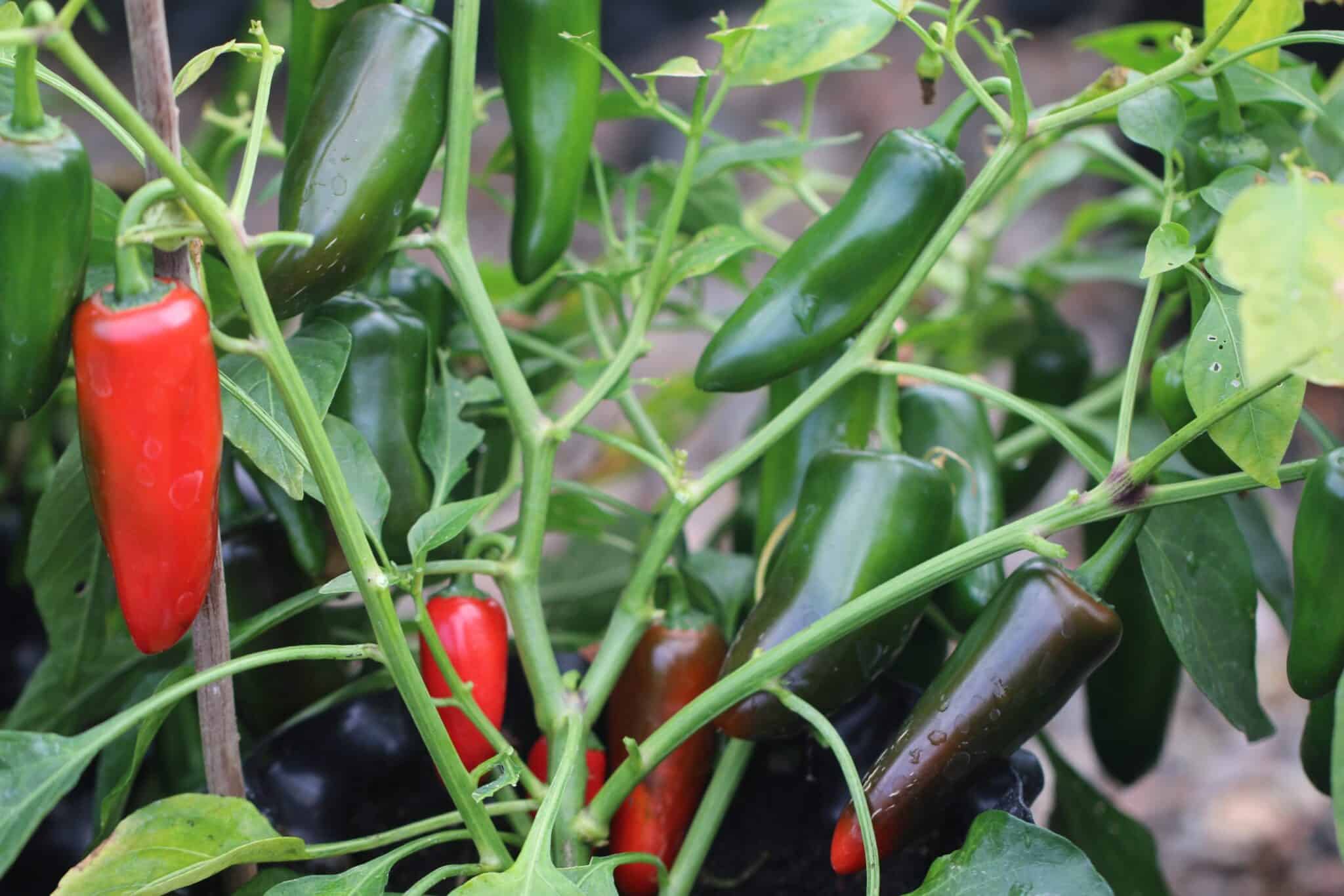Jalapeno Pot-a-peno fröer