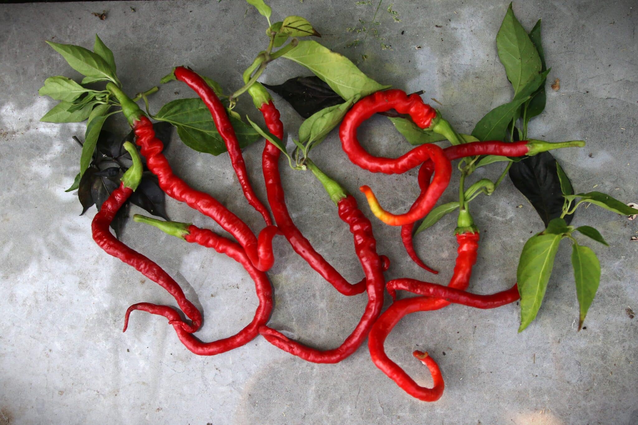 Bangalore Whippet’s Tail (Capsicum frutescens) - röd/orangeröd - Capsicum annuum fröer
