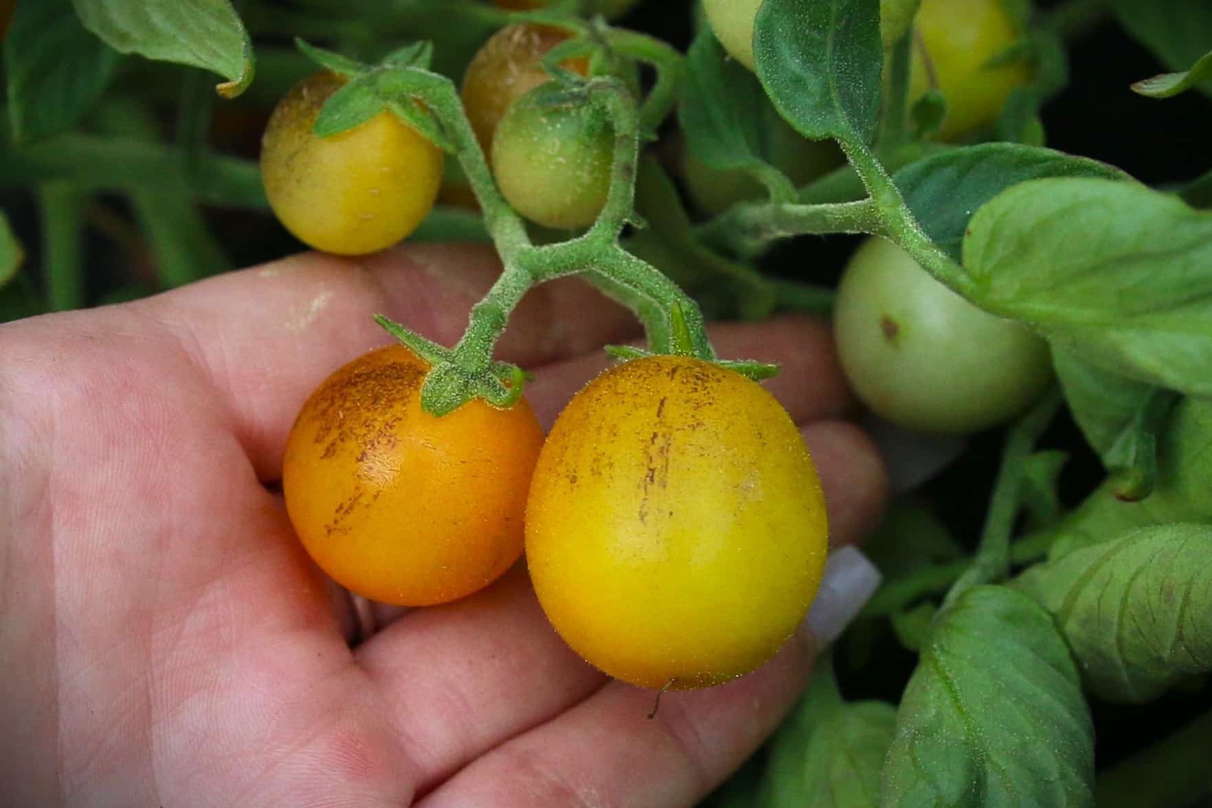 Indigo Kumquat - uppbindingtomat - gul fröer