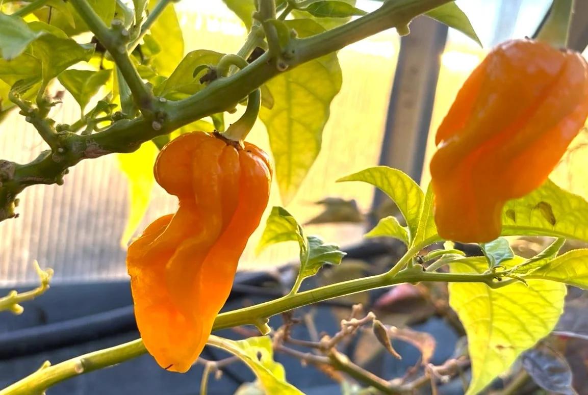 Aji Umba Yellow fröer