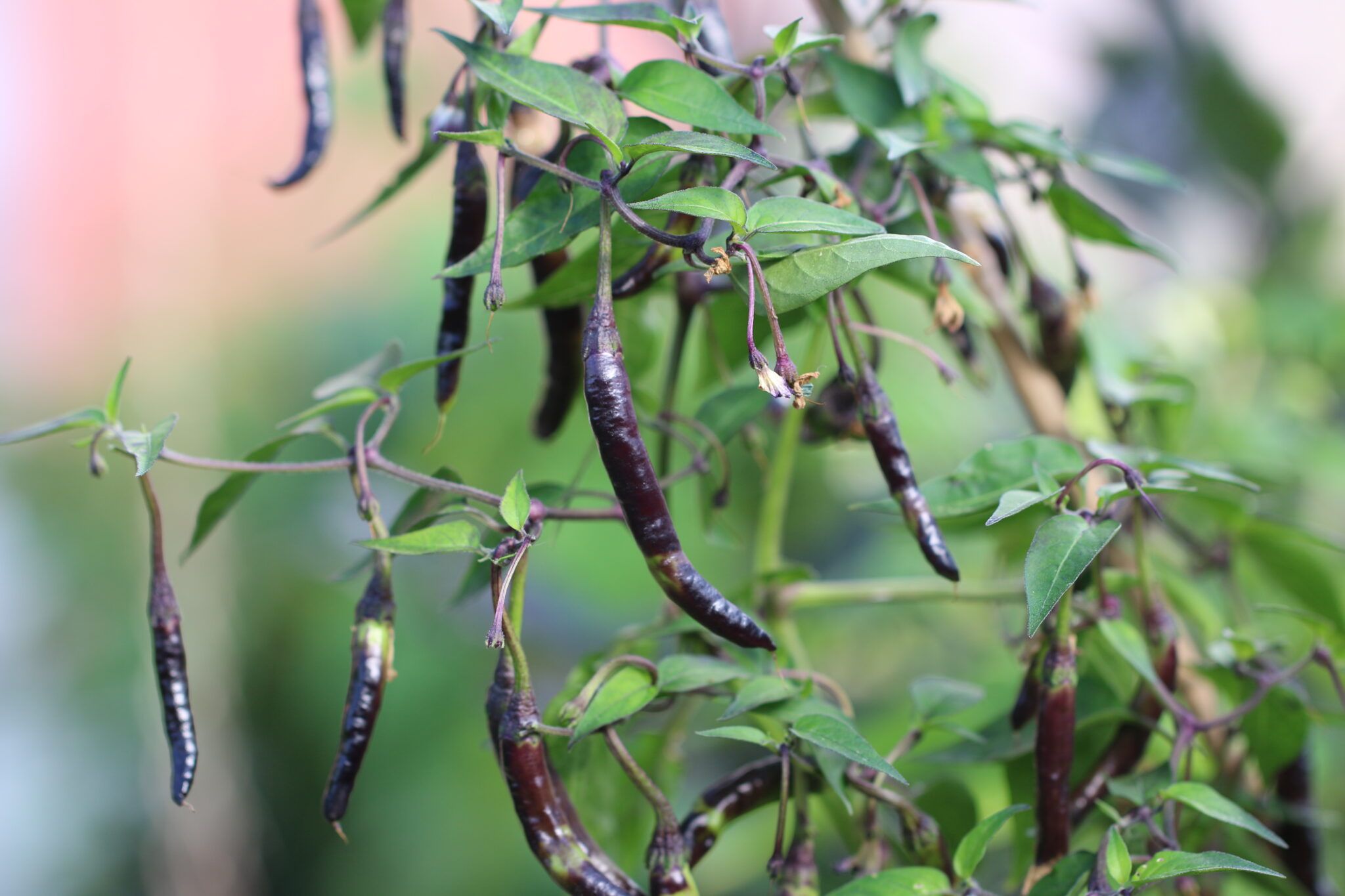 Naga Jolokia Purple (Capsicum chinense x frutescens) - purpur-rod - Capsicum annuum fröer