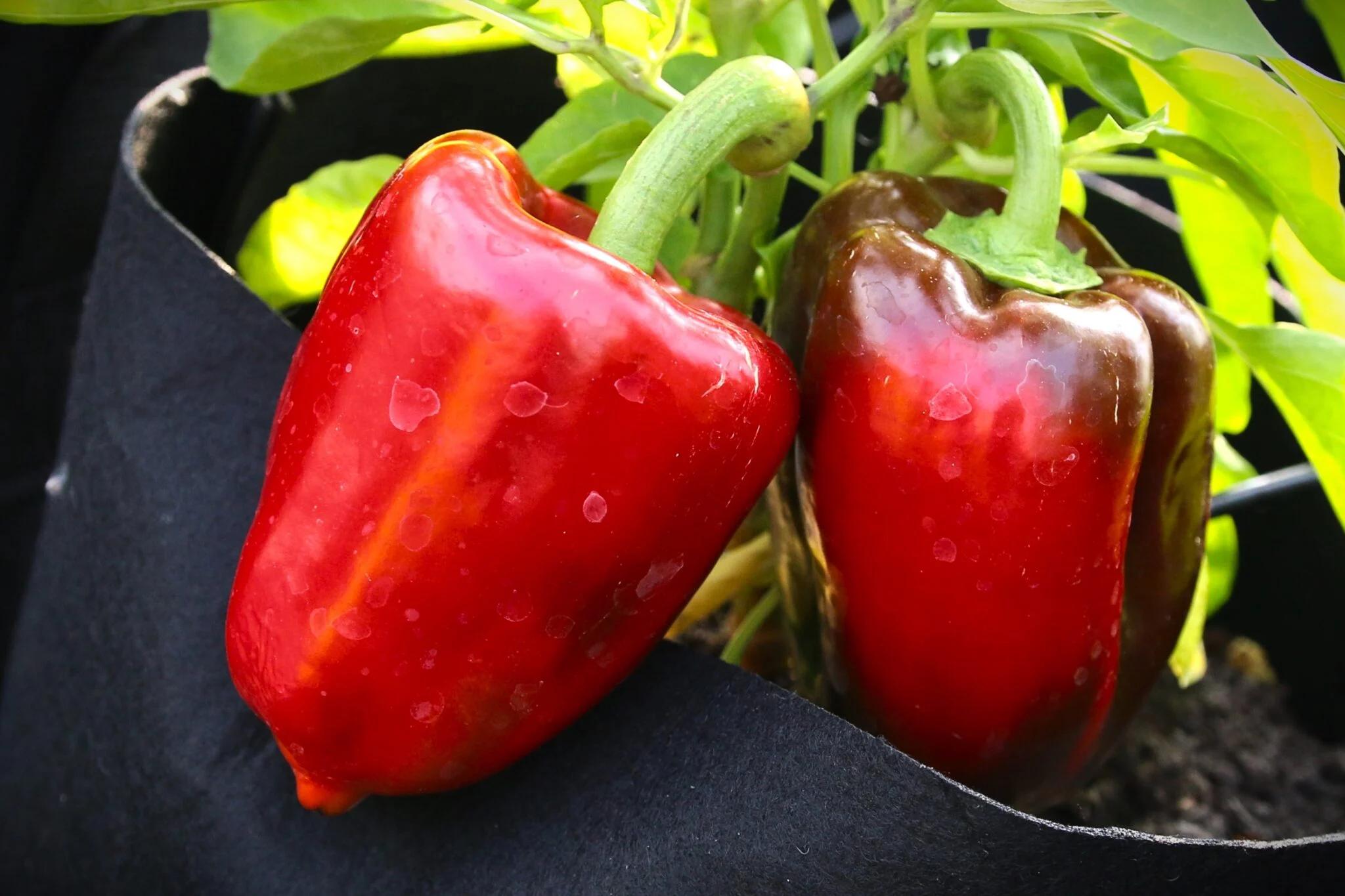 Ukranian Sweet Red fröer