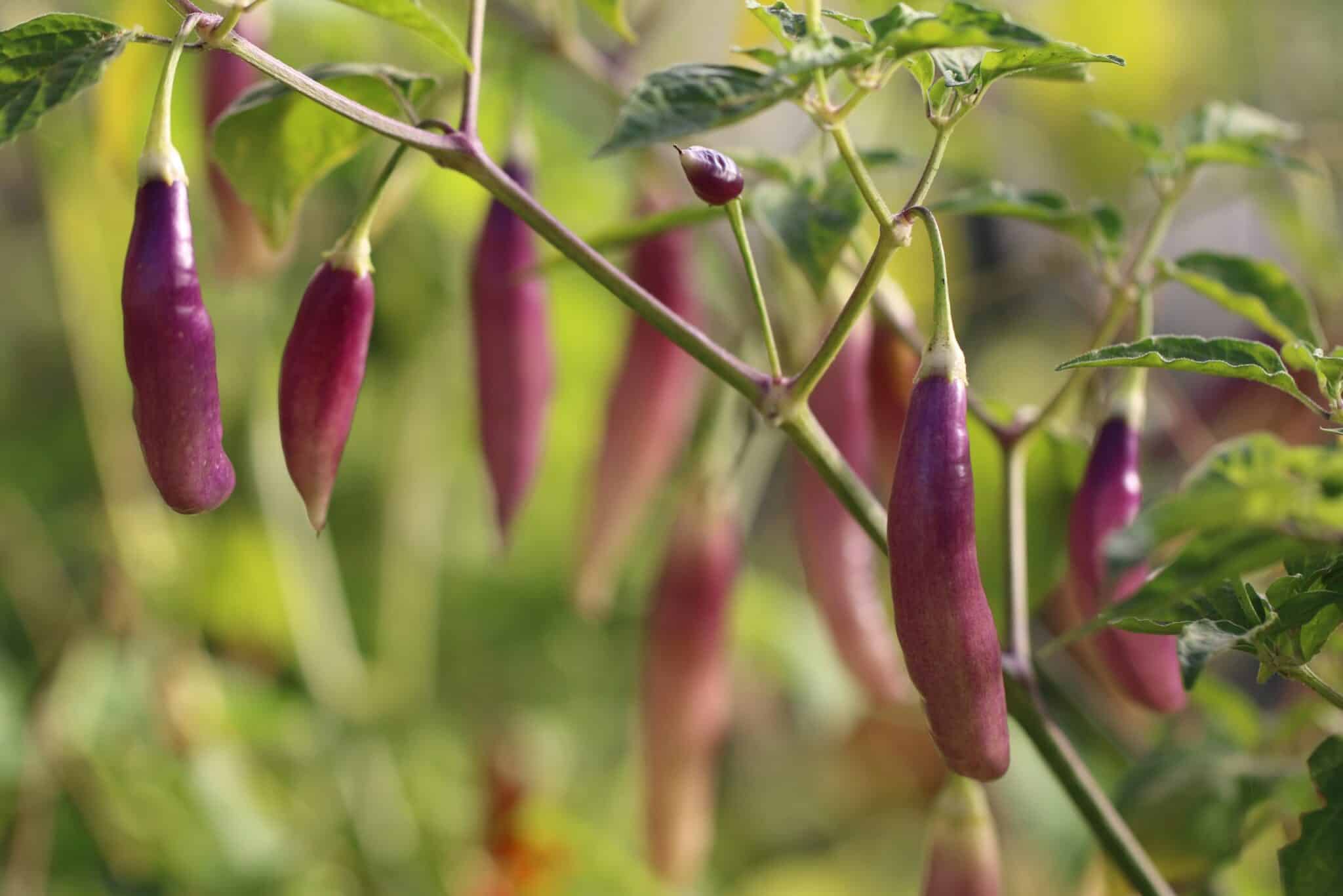 Aji Challuaruro Amarillo (Capsicum baccatum) fröer