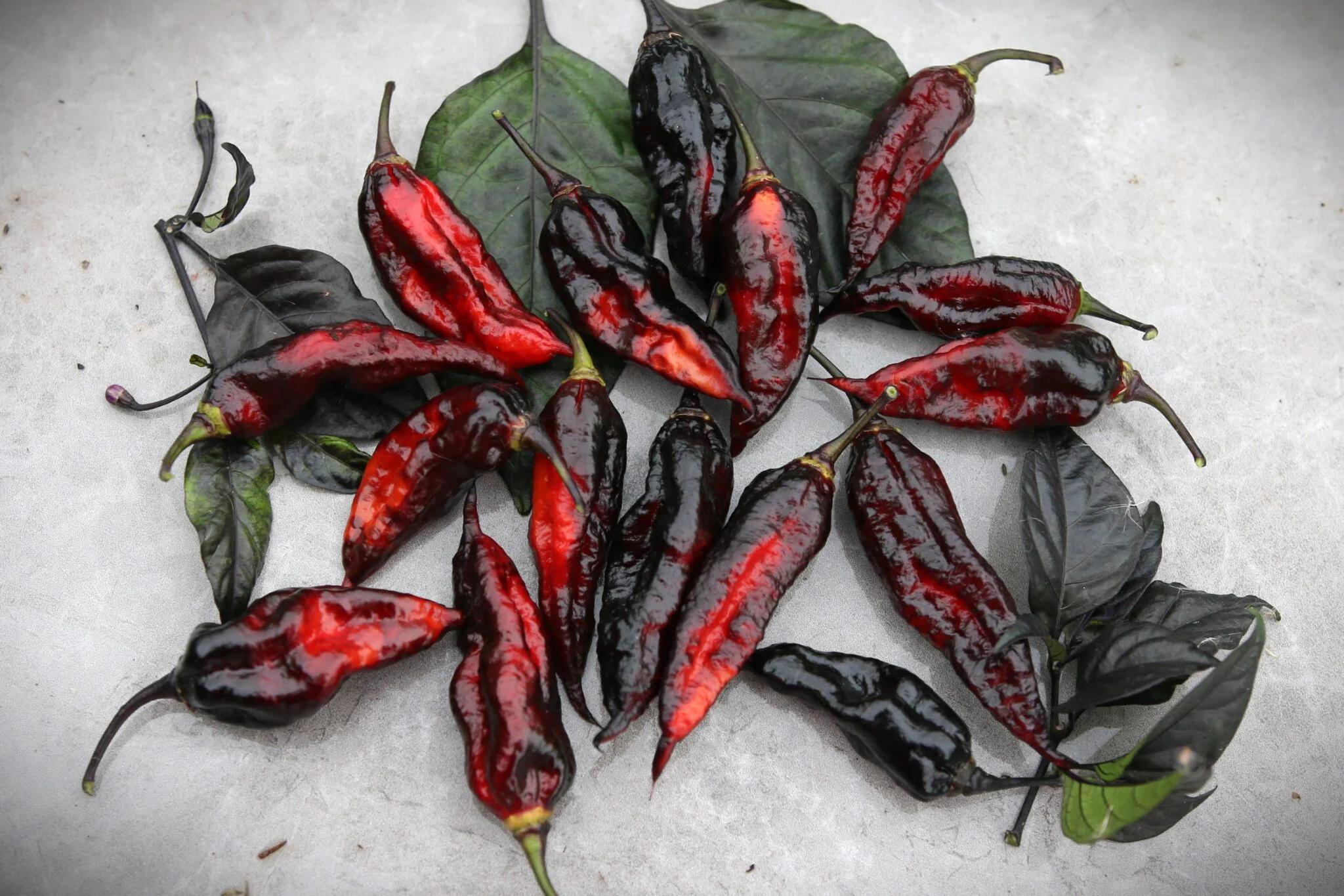 Naga Tiger D.D fröer