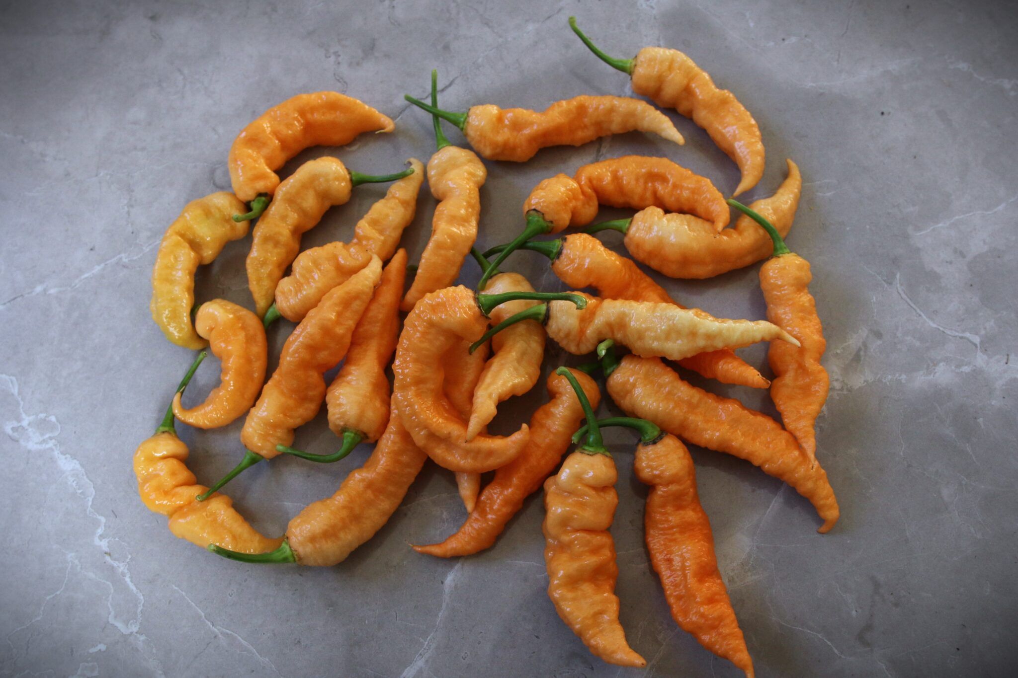 Bhut Jolokia Peach fröer