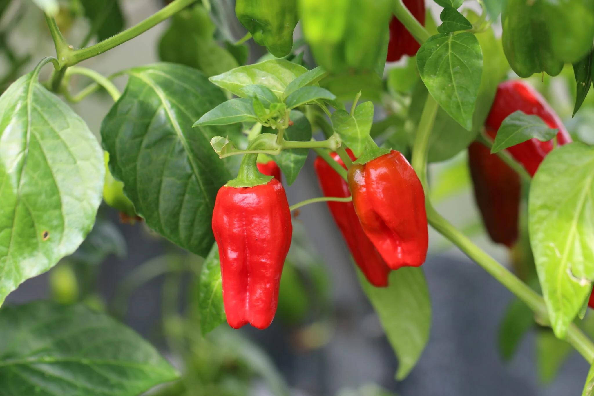 Big Jamaican (Capsicum chinense) - röd fröer