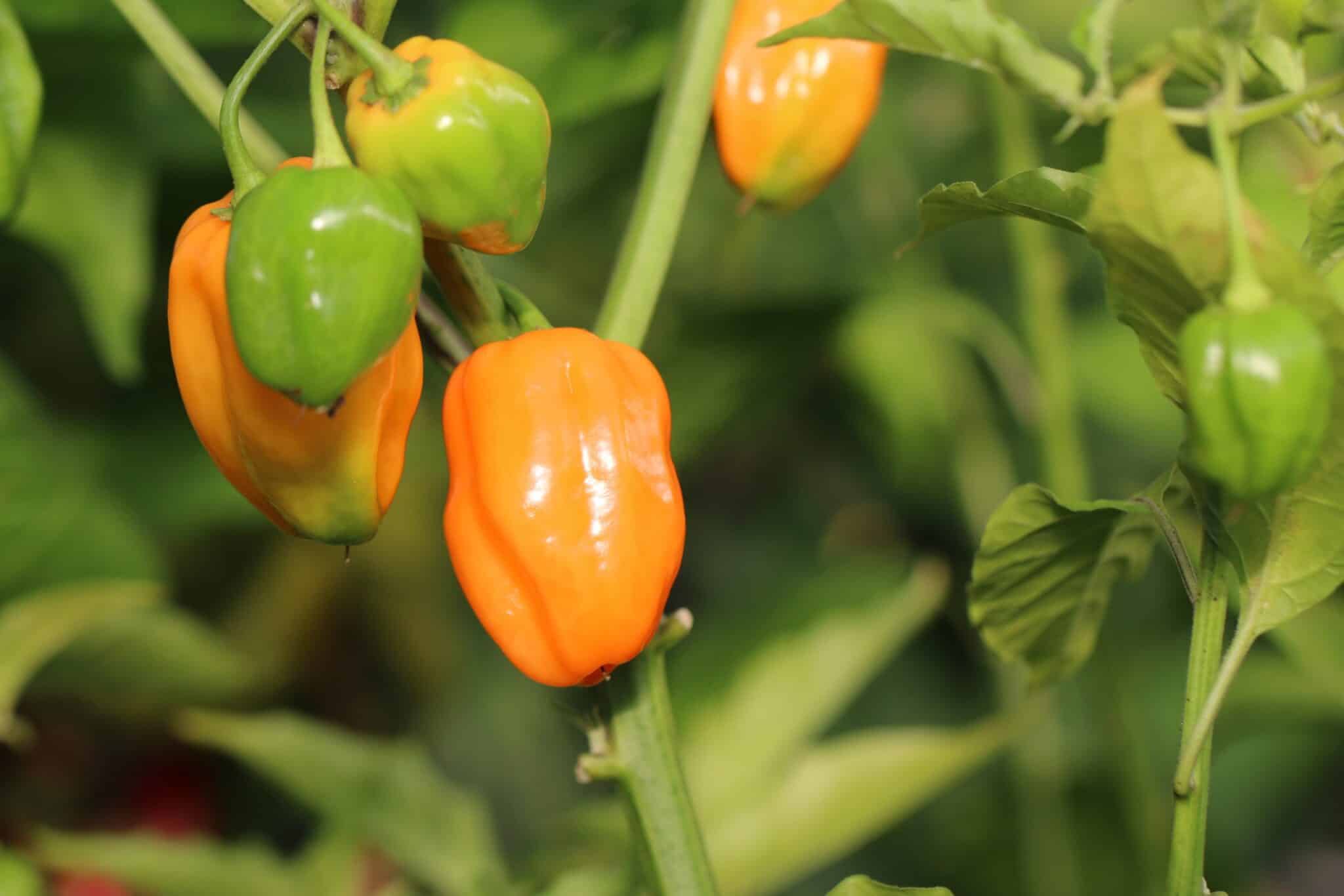 Habanero Burning Bush fröer