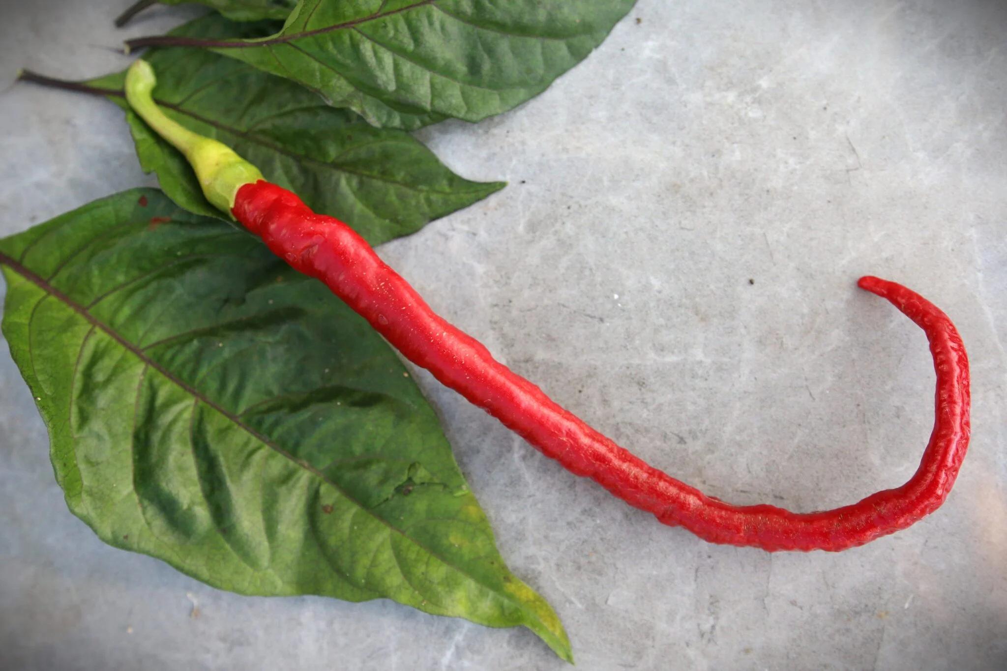 Joe´s Long Cayenne fröer
