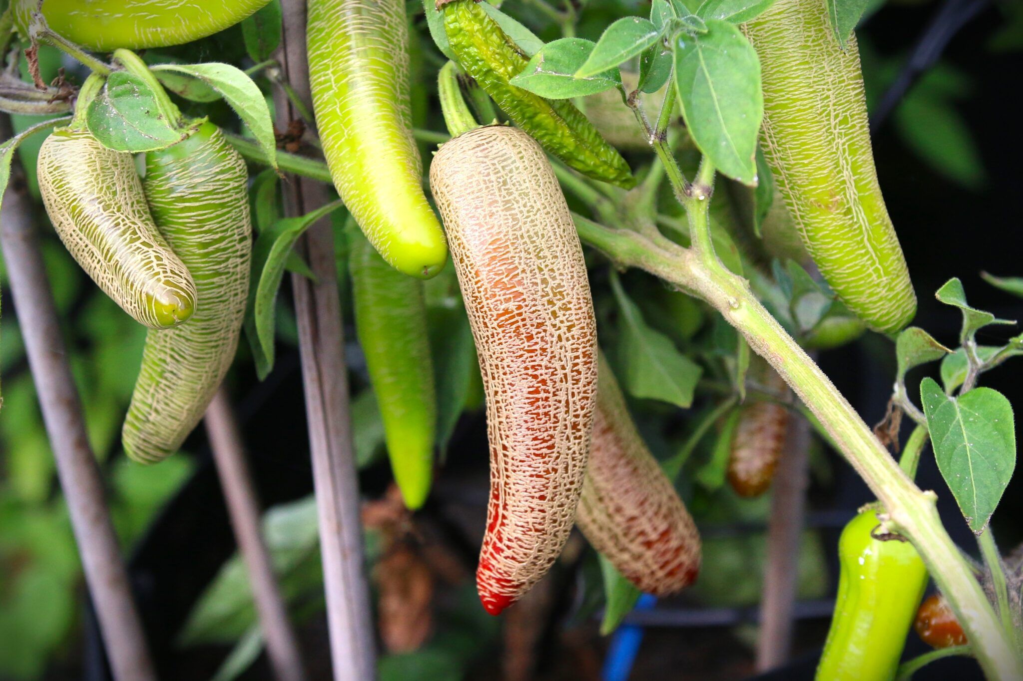 Farmers Jalapeno fröer