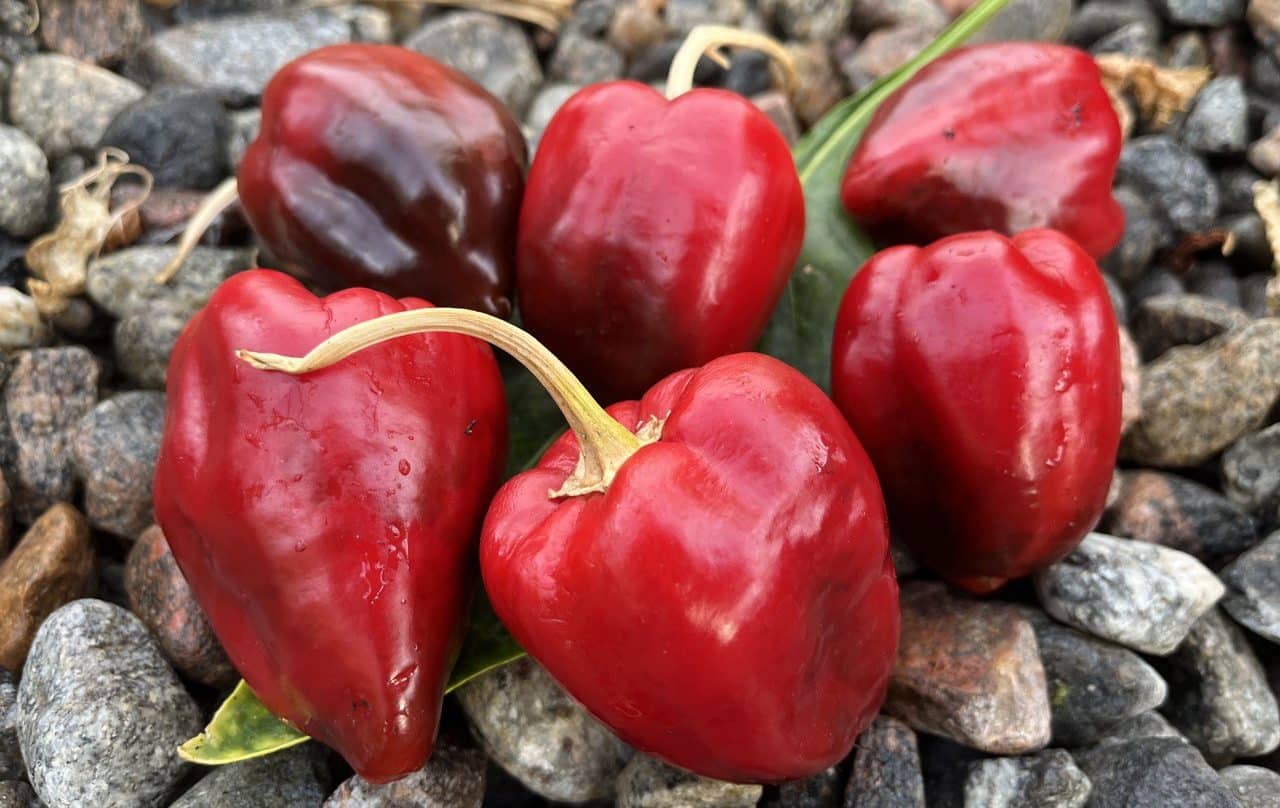 Jalapeno Apple fröer