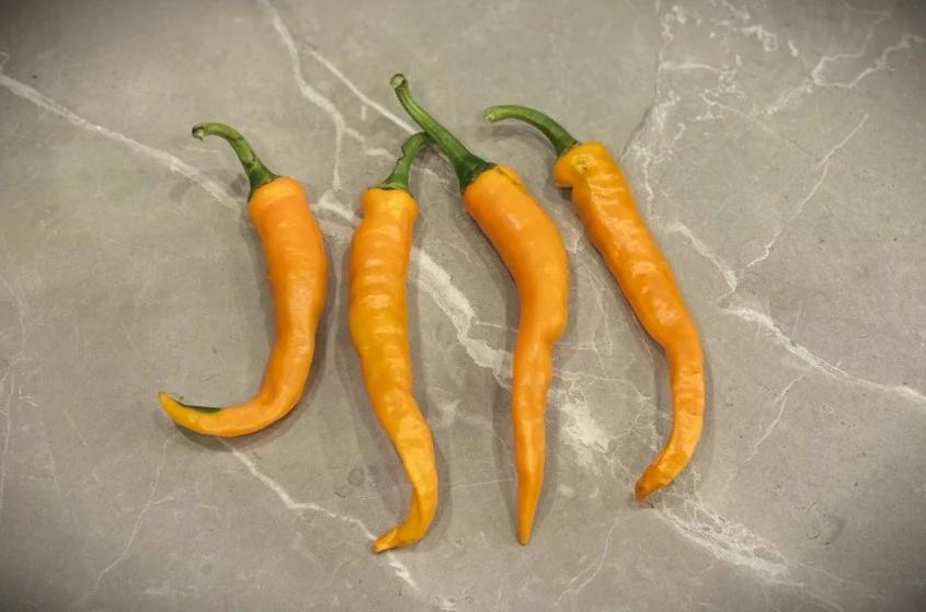 Cayenne Orange fröer