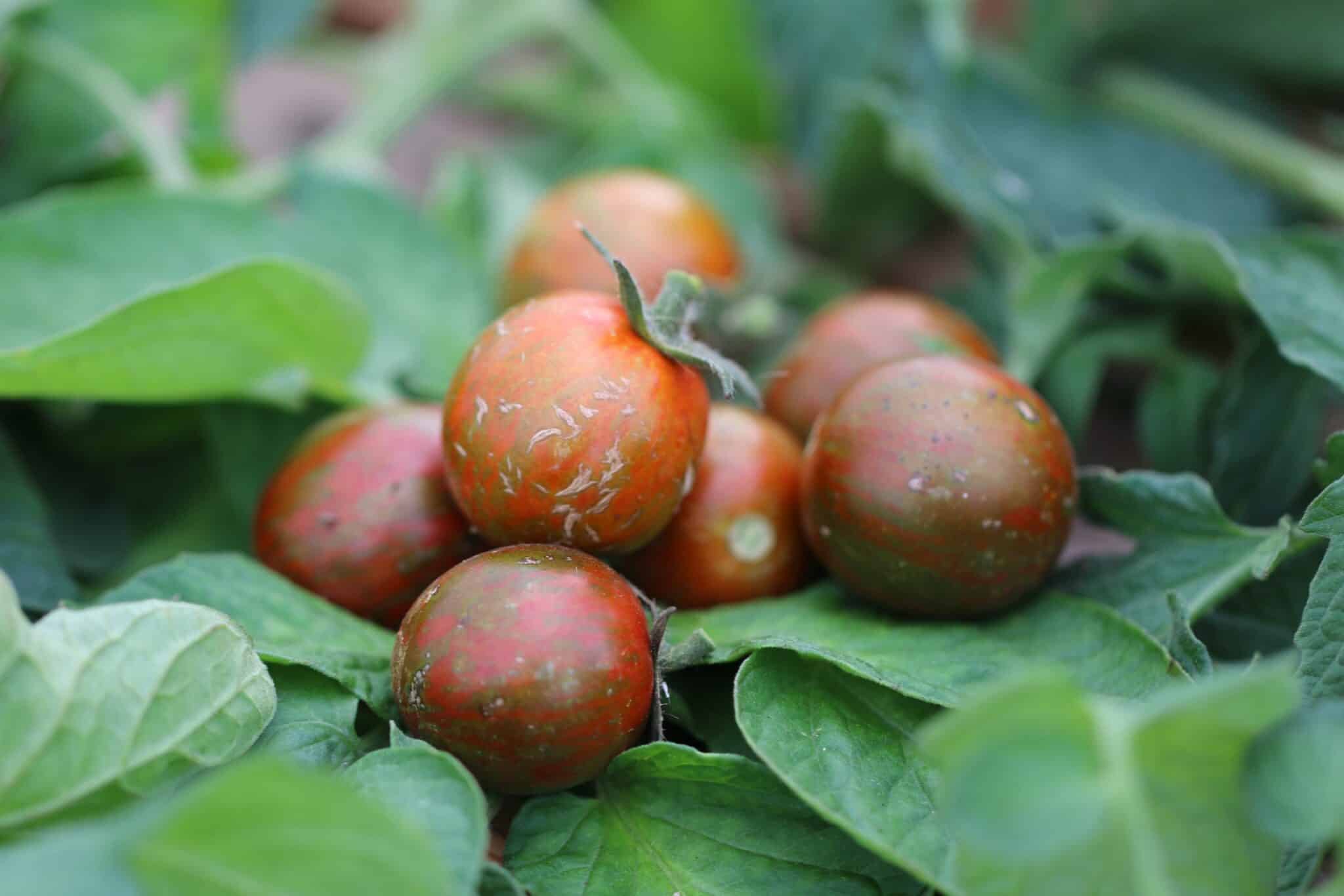 Black Zebra Cherry - indeterminatetomat fröer