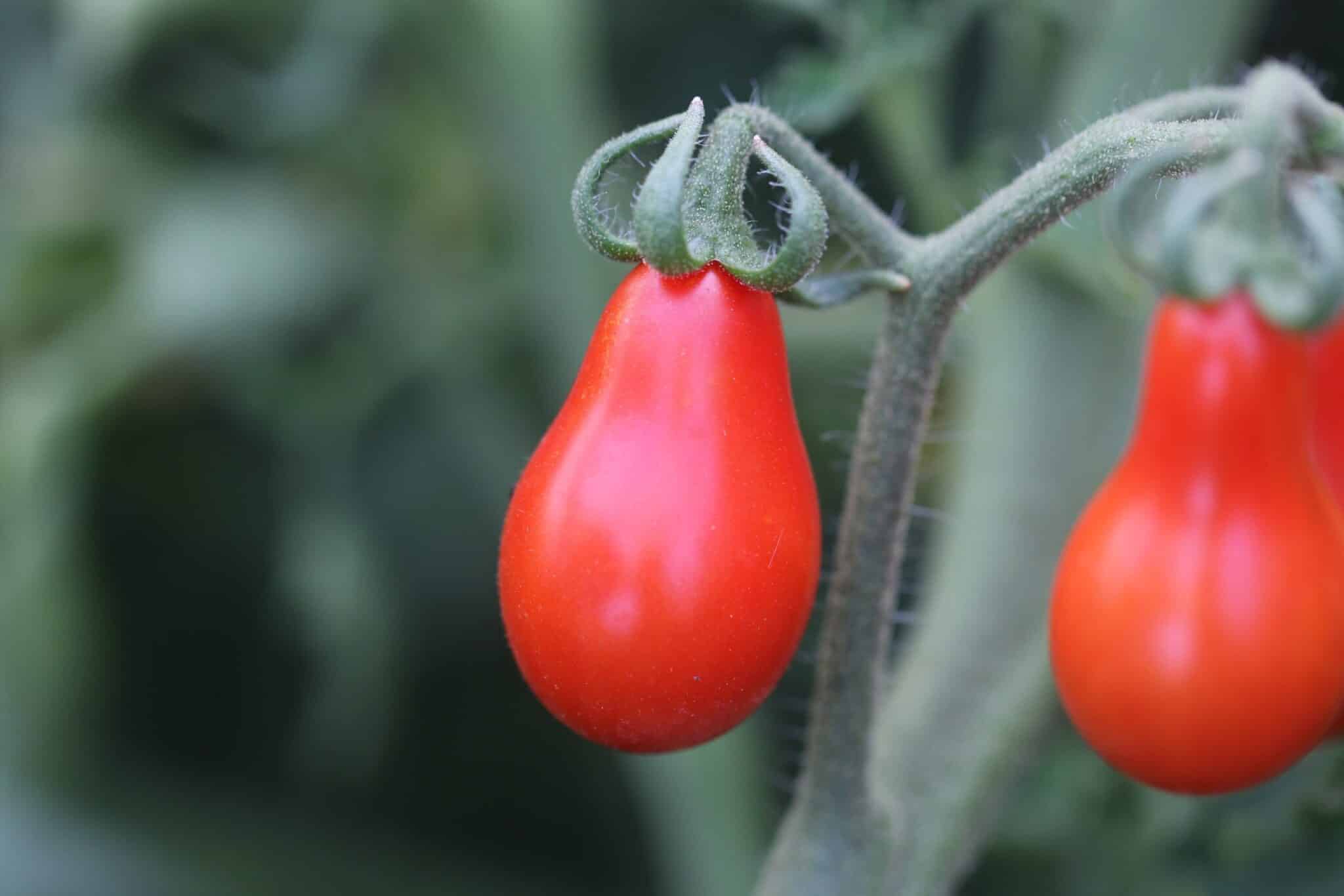 Red pear/Pärontomat fröer