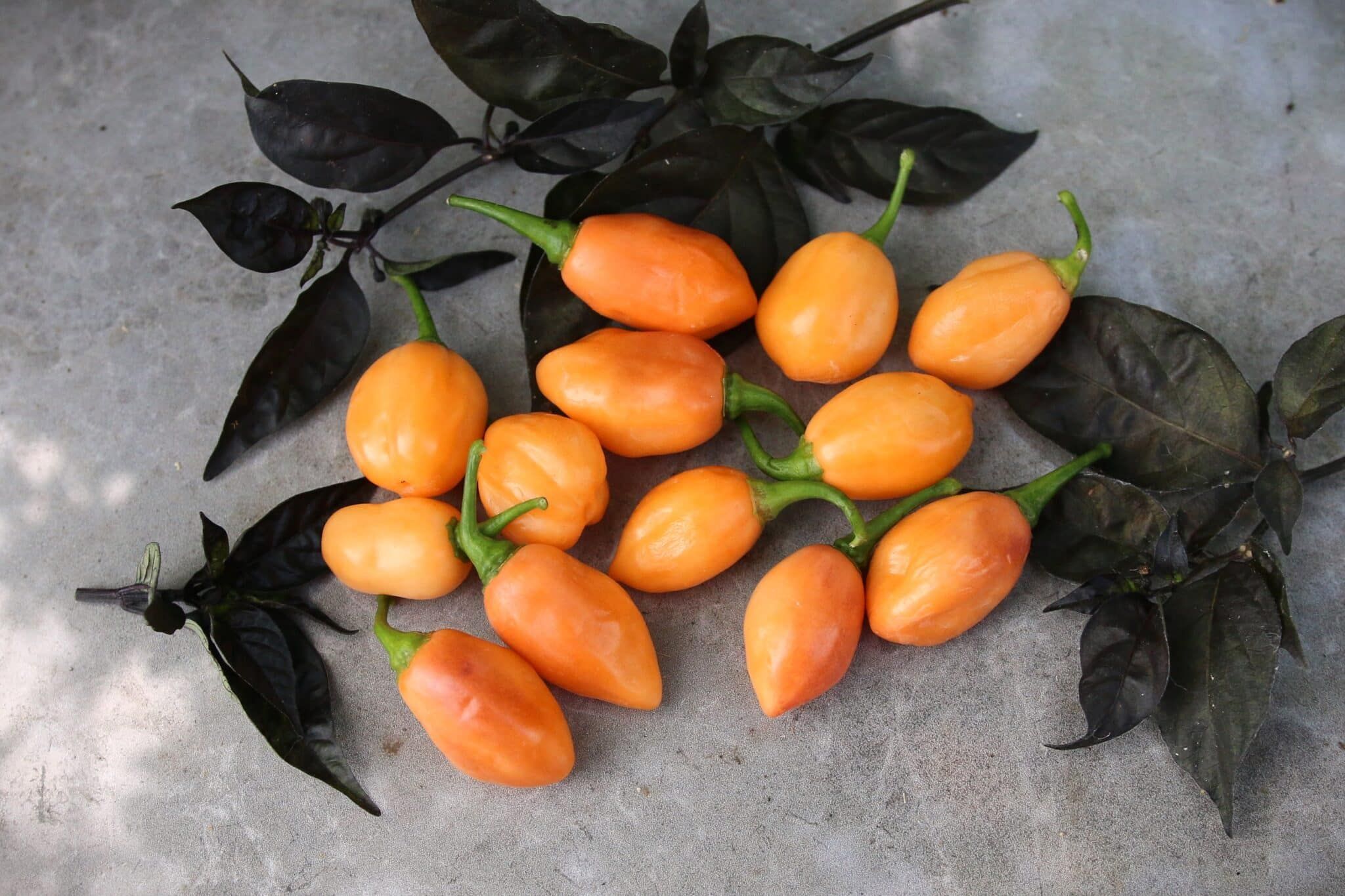 Habanero Cotton Candy (Capsicum chinense) - orange fröer