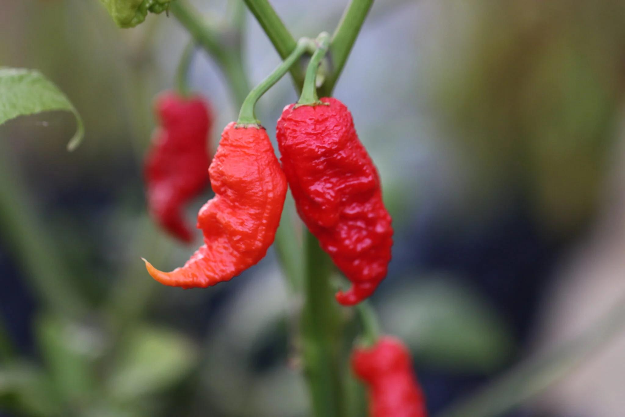 Primotalii (Capsicum chinense) fröer