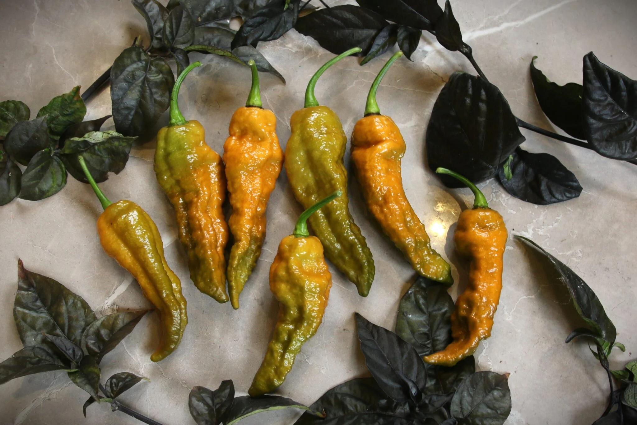 Bhut Jolokia Solid Gold fröer